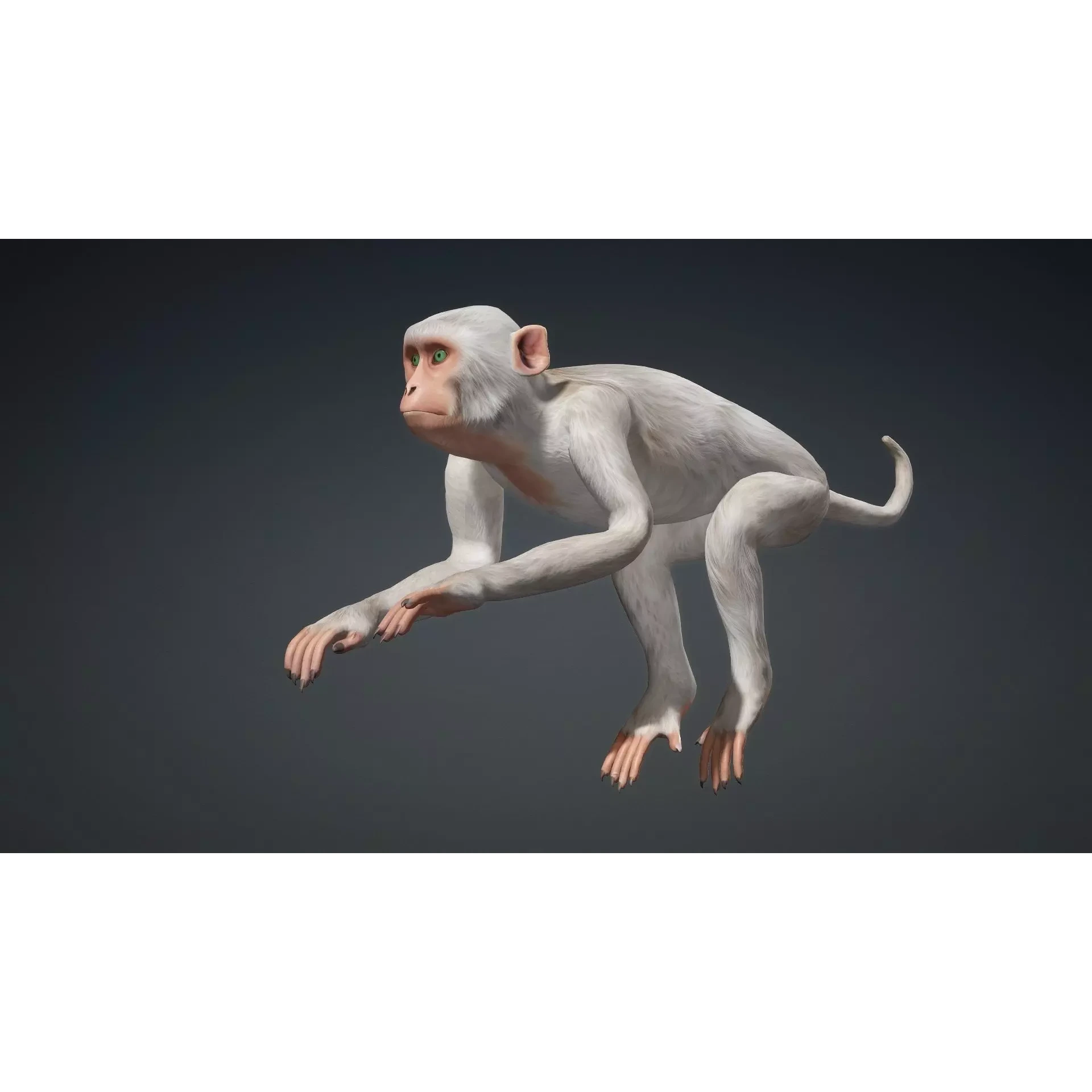 Monkey-B2 Free 3D model 6