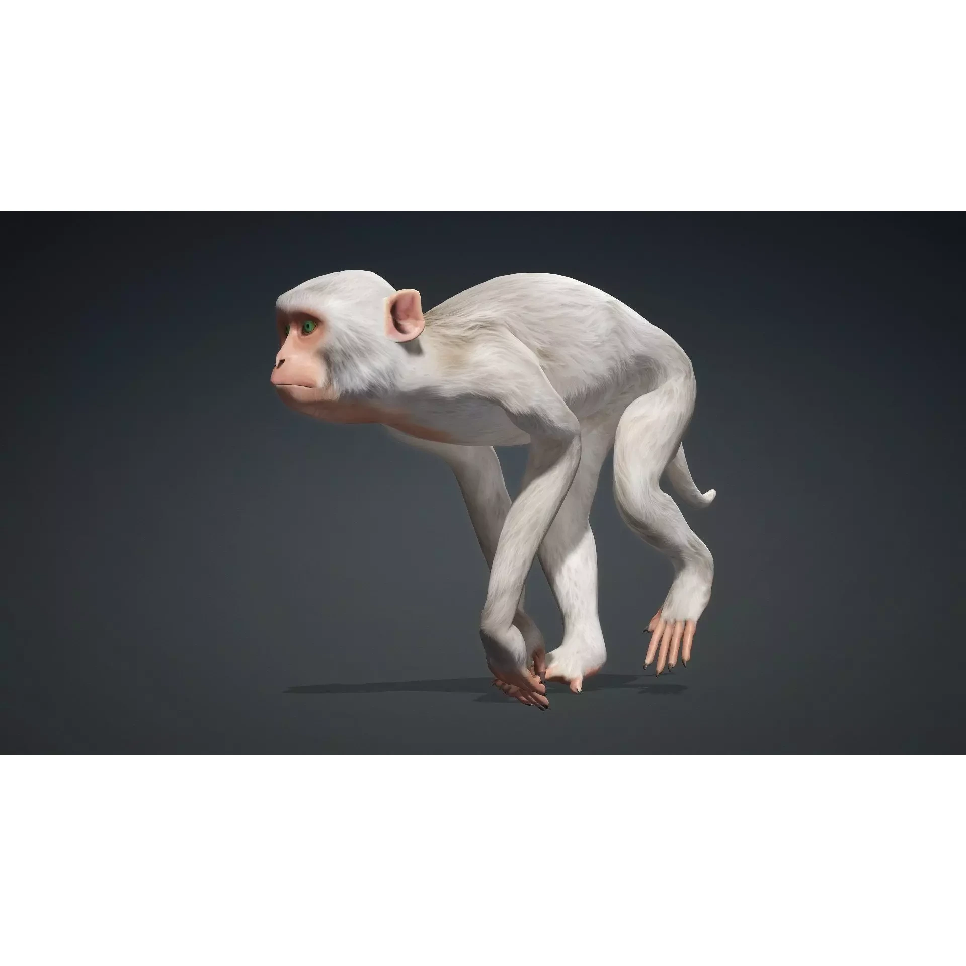 Monkey-B2 Free 3D model 7