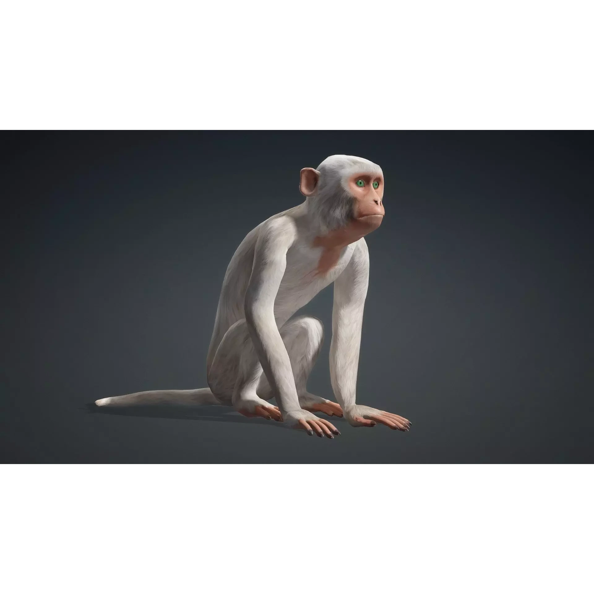 Monkey-B2 Free 3D model 8