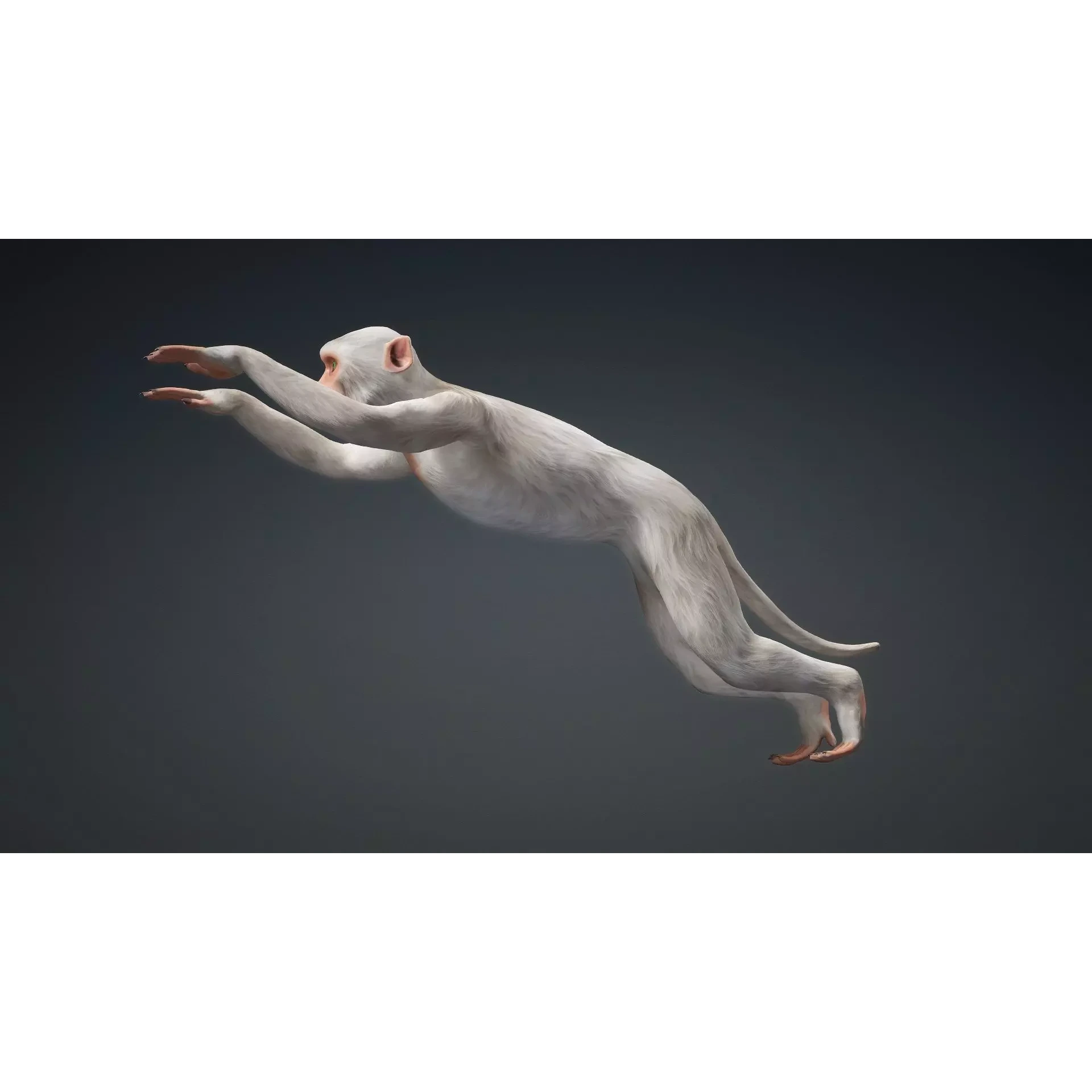 Monkey-B2 Free 3D model 9