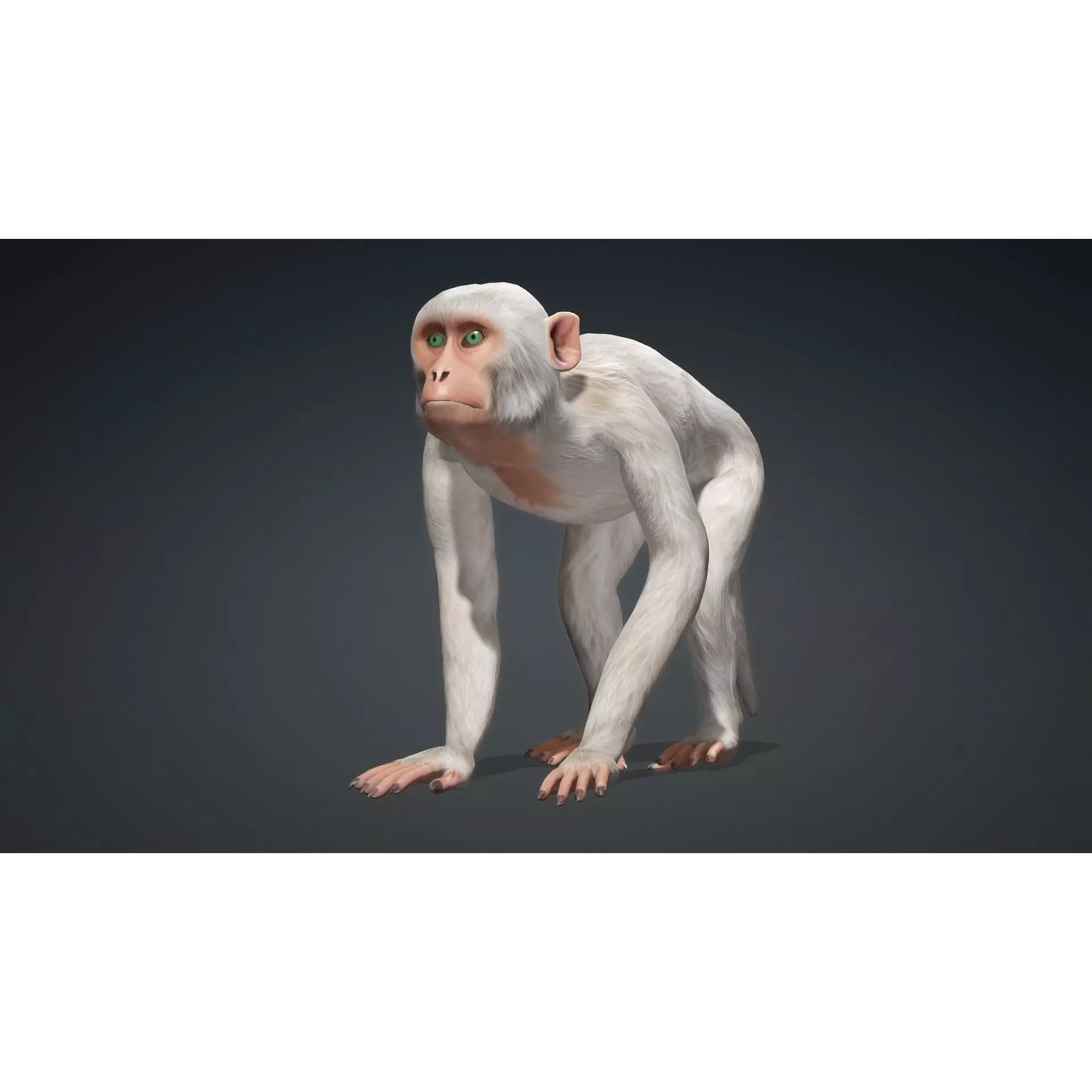 Monkey-B2 Free 3D model 10