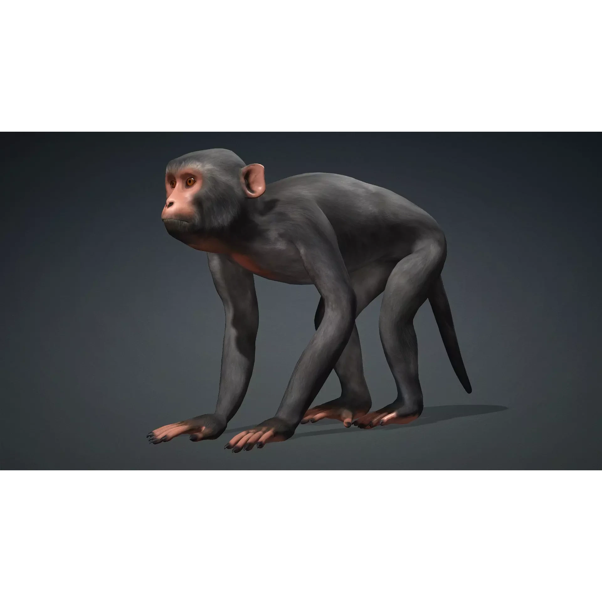 Monkey-B3 Free 3D model 2