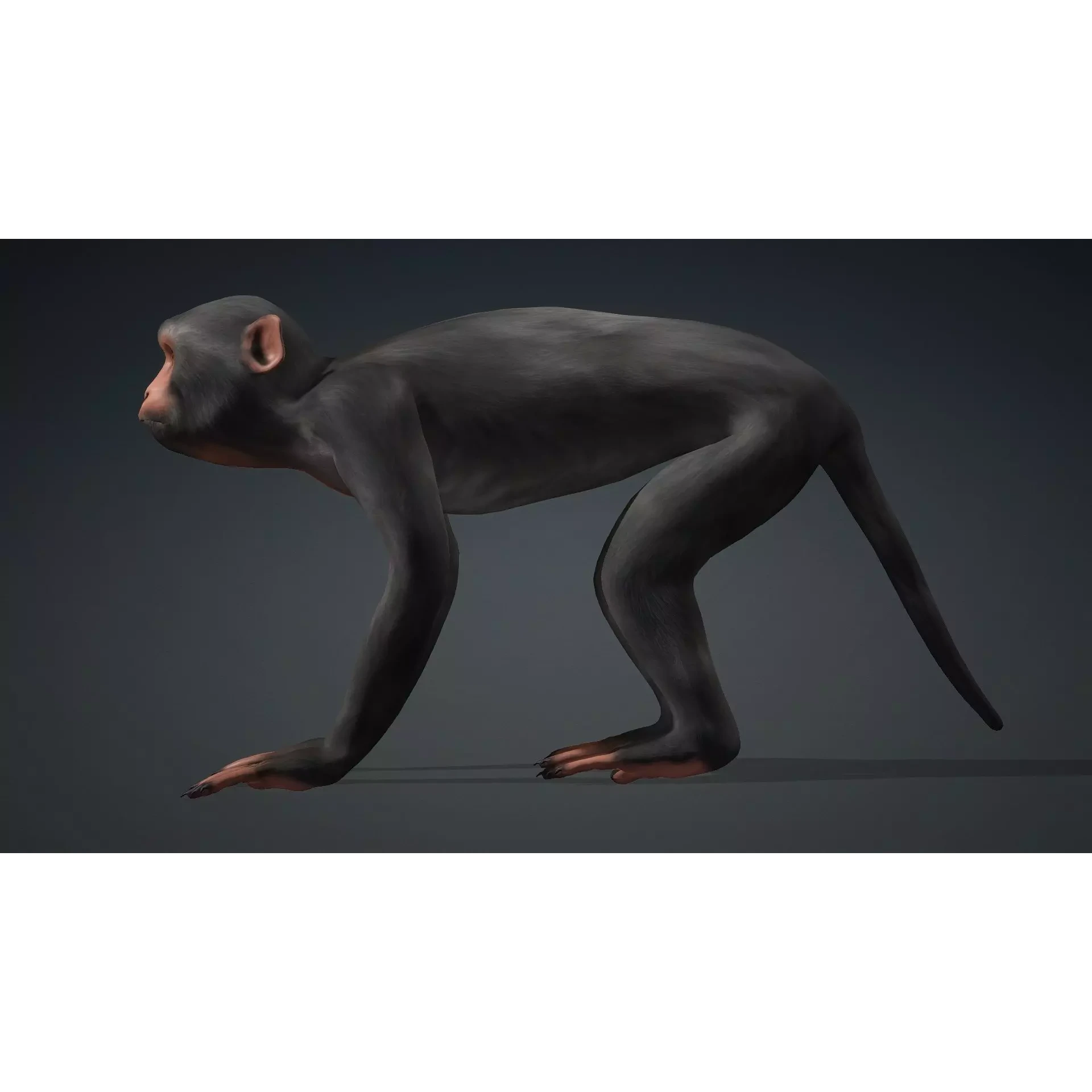 Monkey-B3 Free 3D model 3