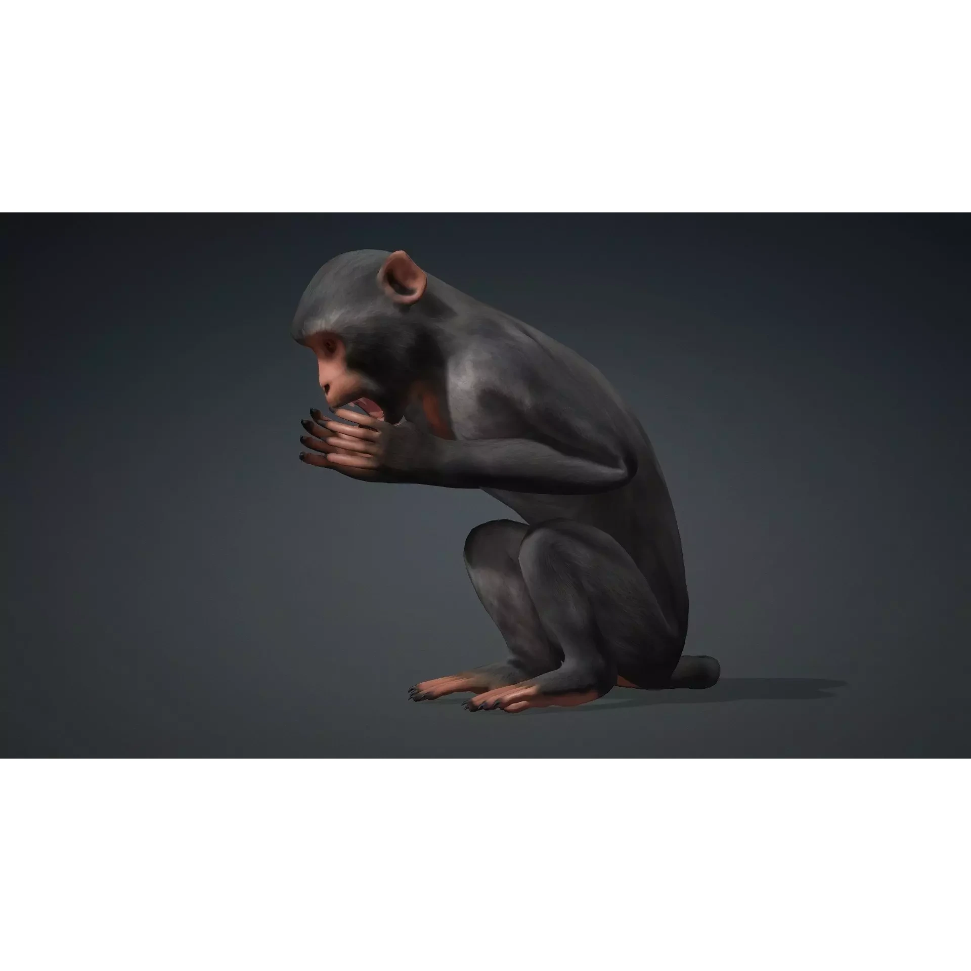 Monkey-B3 Free 3D model 4
