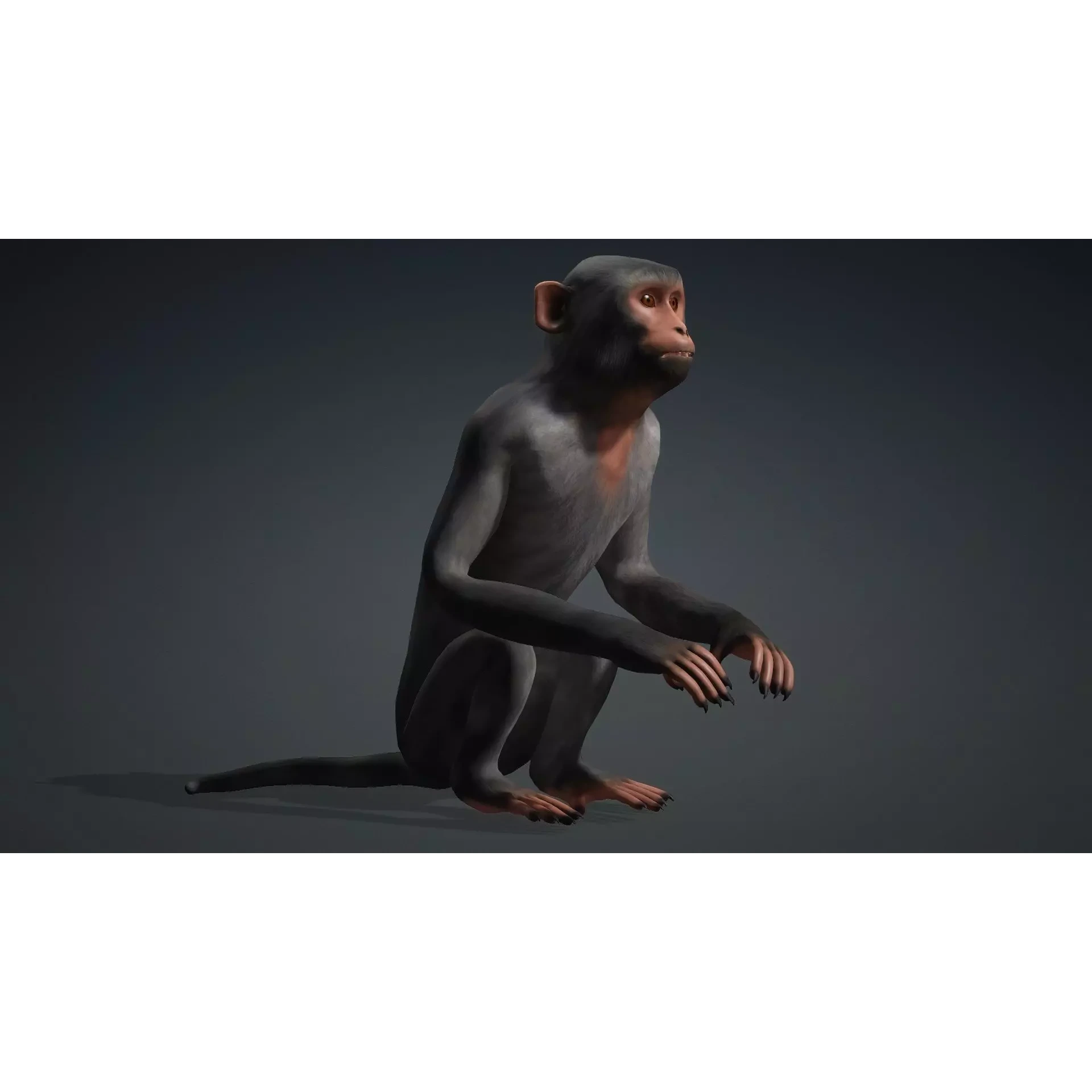 Monkey-B3 Free 3D model 5