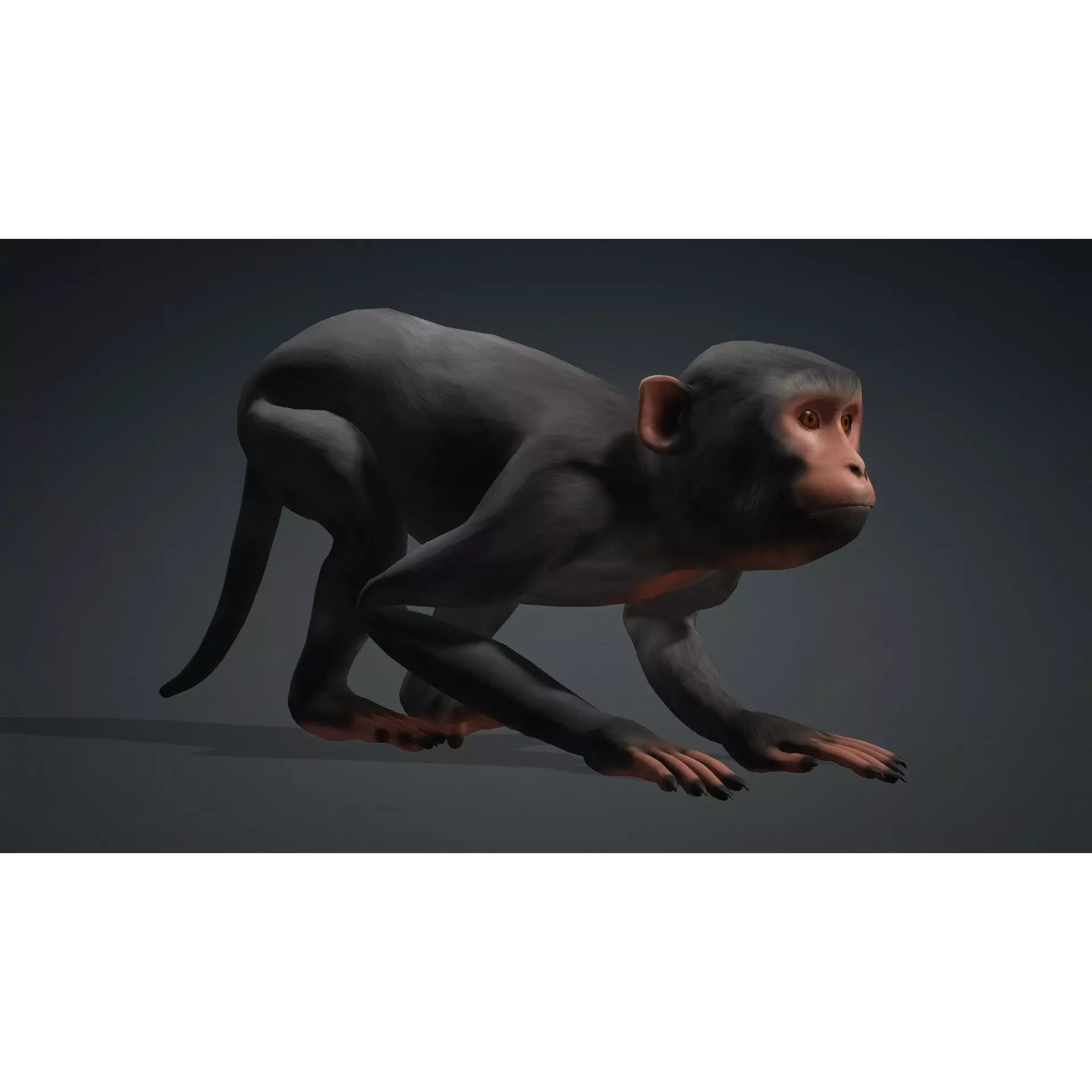 Monkey-B3 Free 3D model 6