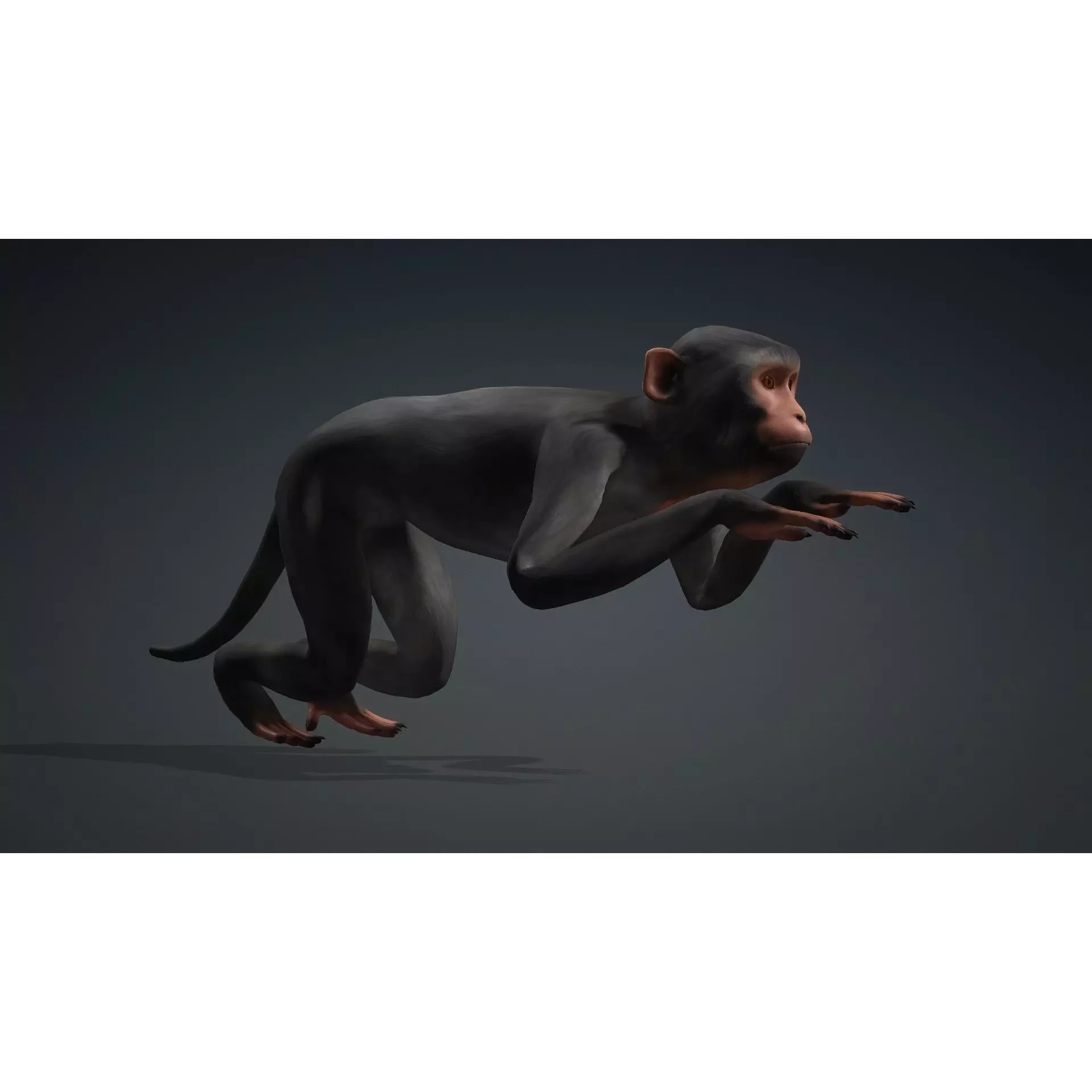 Monkey-B3 Free 3D model 7