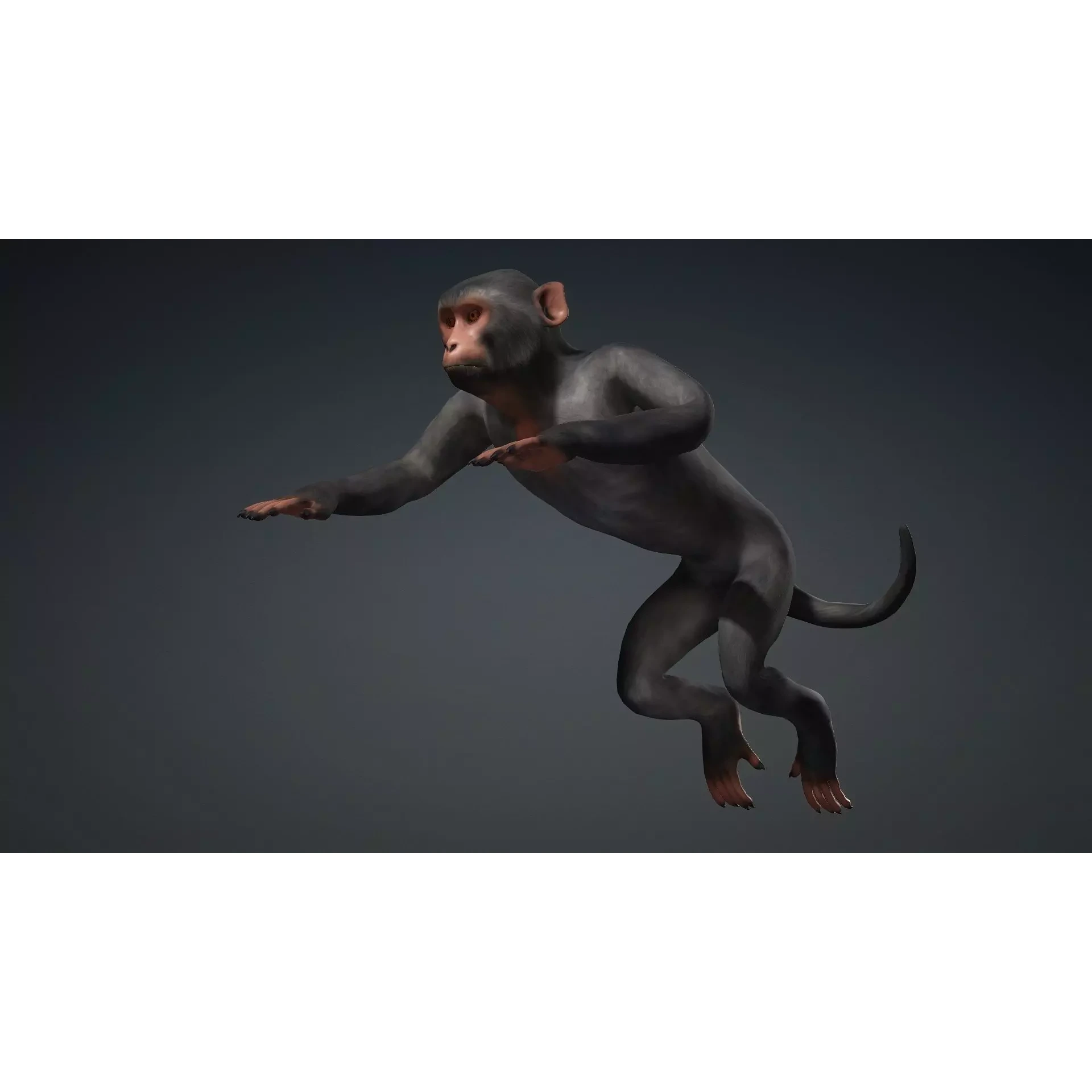 Monkey-B3 Free 3D model 9