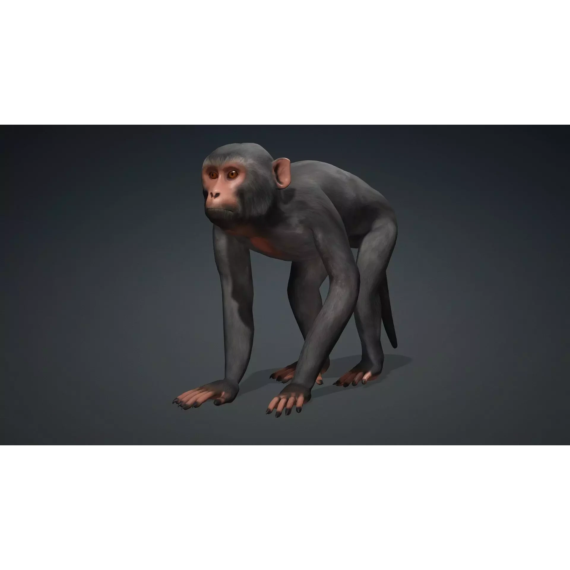 Monkey-B3 Free 3D model 10
