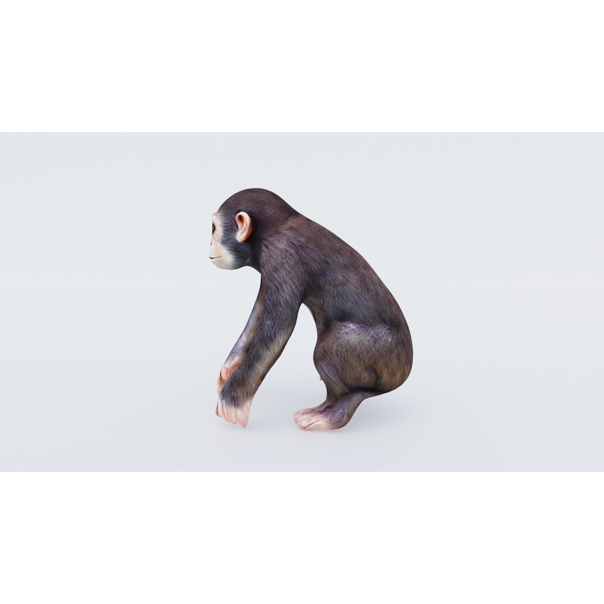 Monkey Free 3D model 2