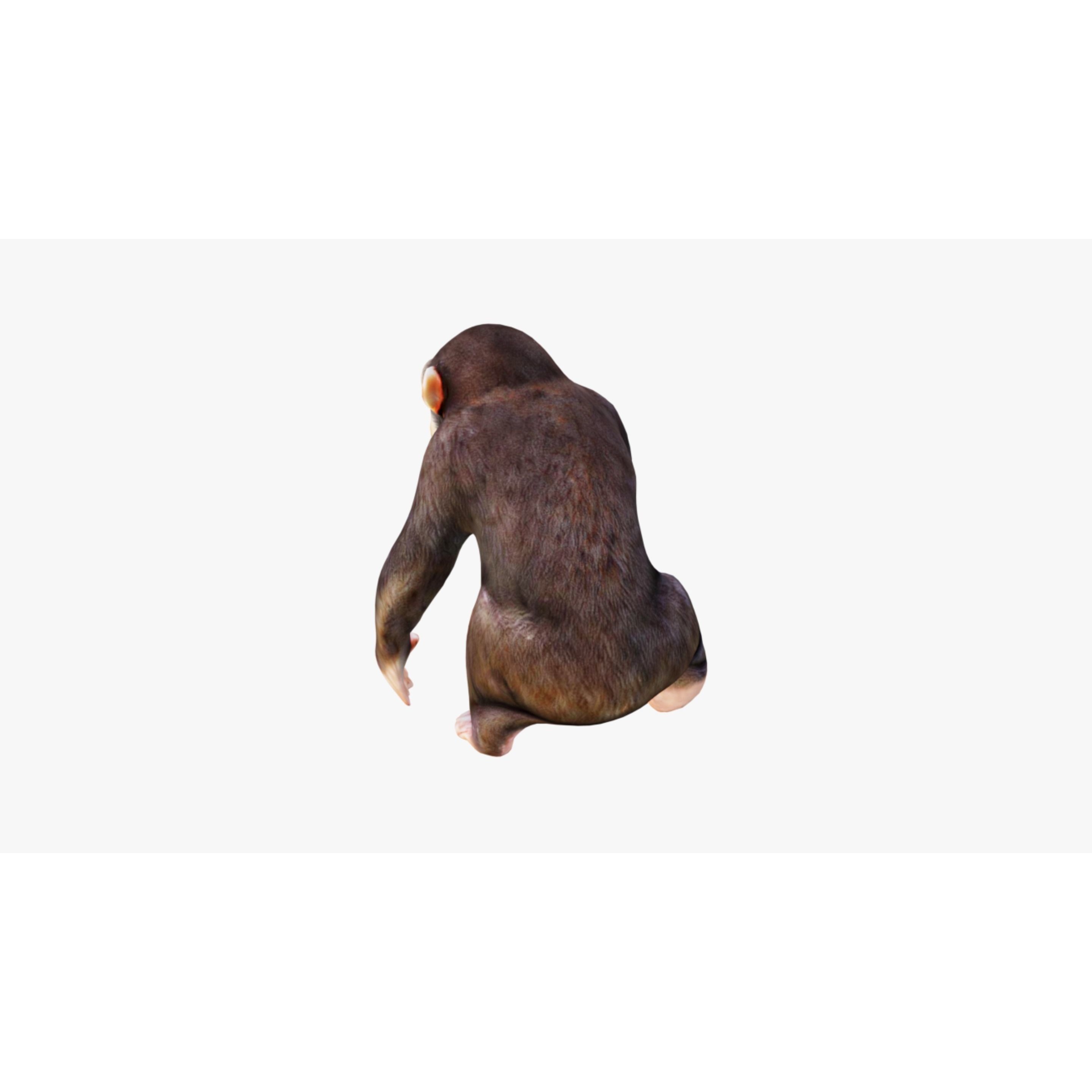 Monkey Free 3D model 4
