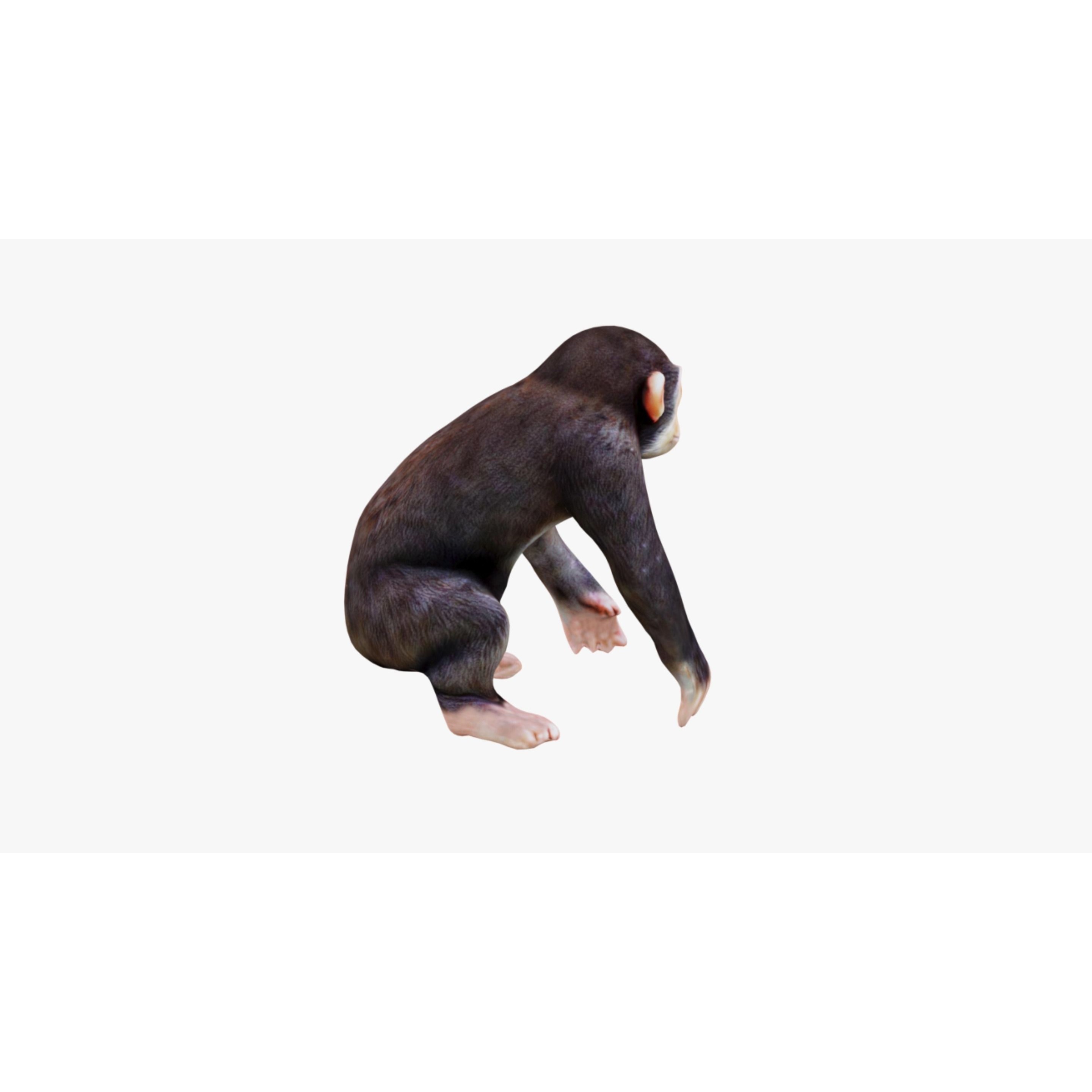 Monkey Free 3D model 5