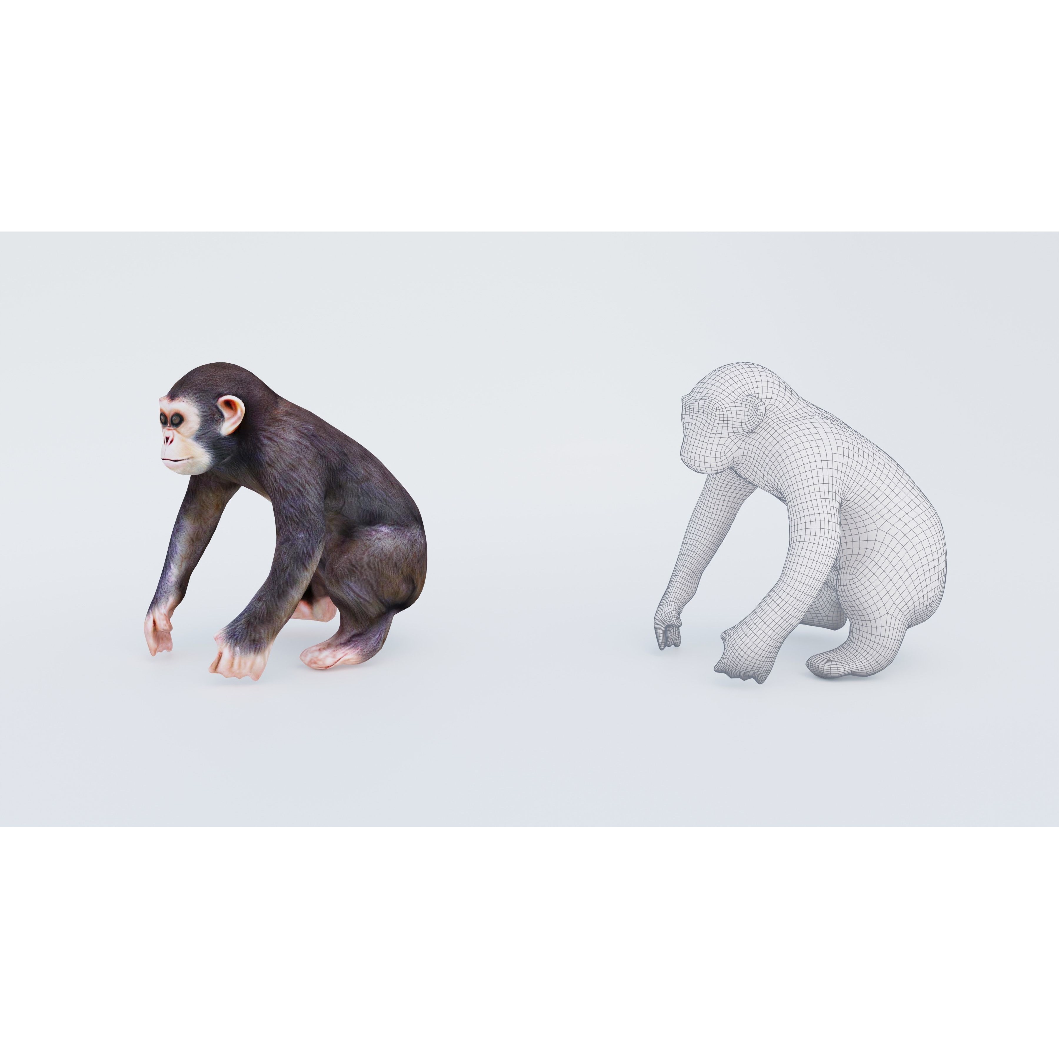 Monkey Free 3D model 6
