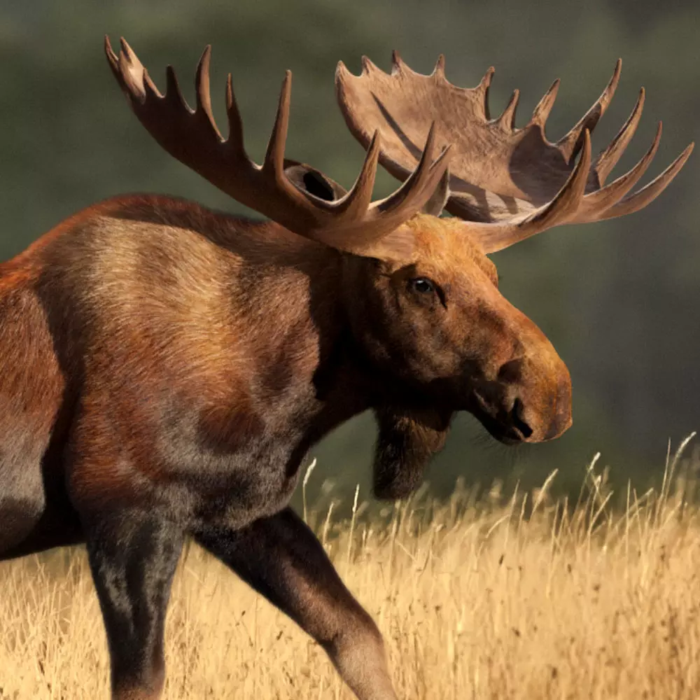 Moose Male Animated 3D model