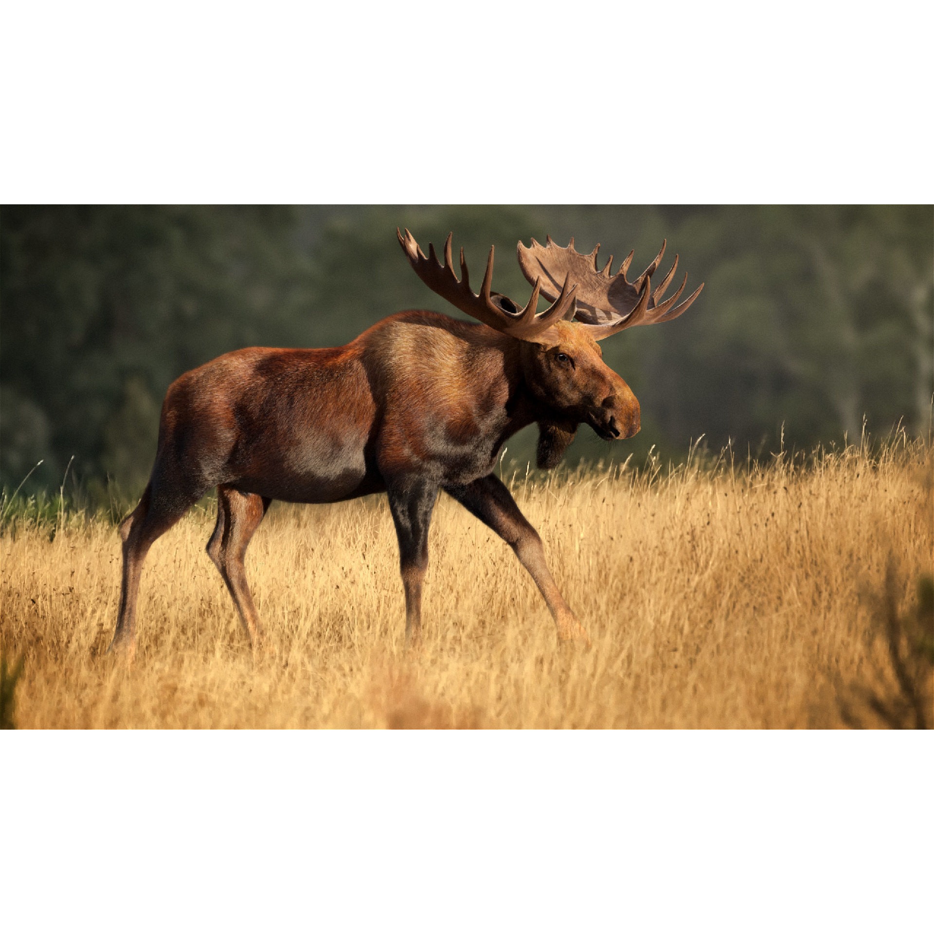 Moose Male Animated 3D model 2