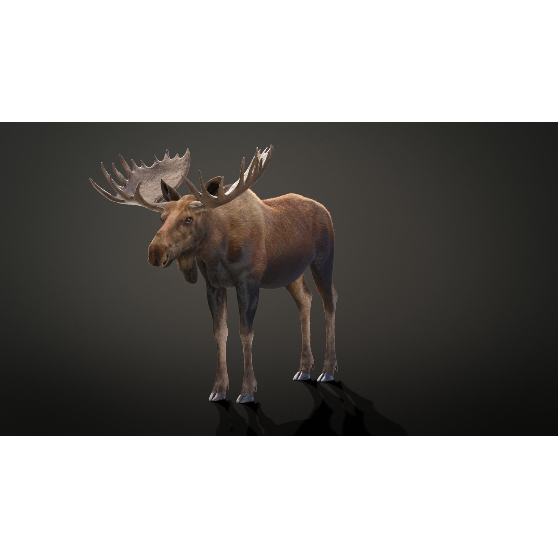 Moose Male Animated 3D model 3