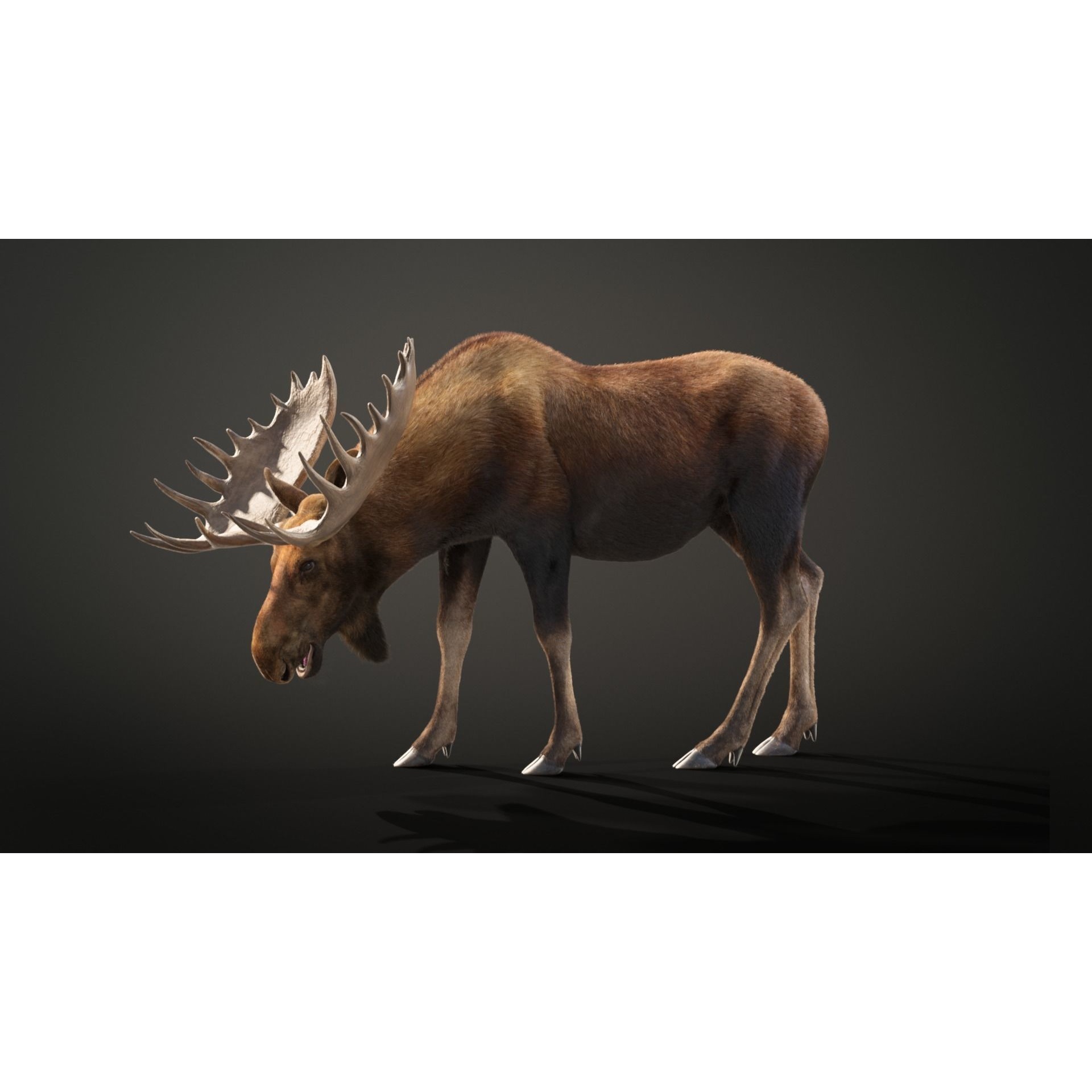 Moose Male Animated 3D model 4