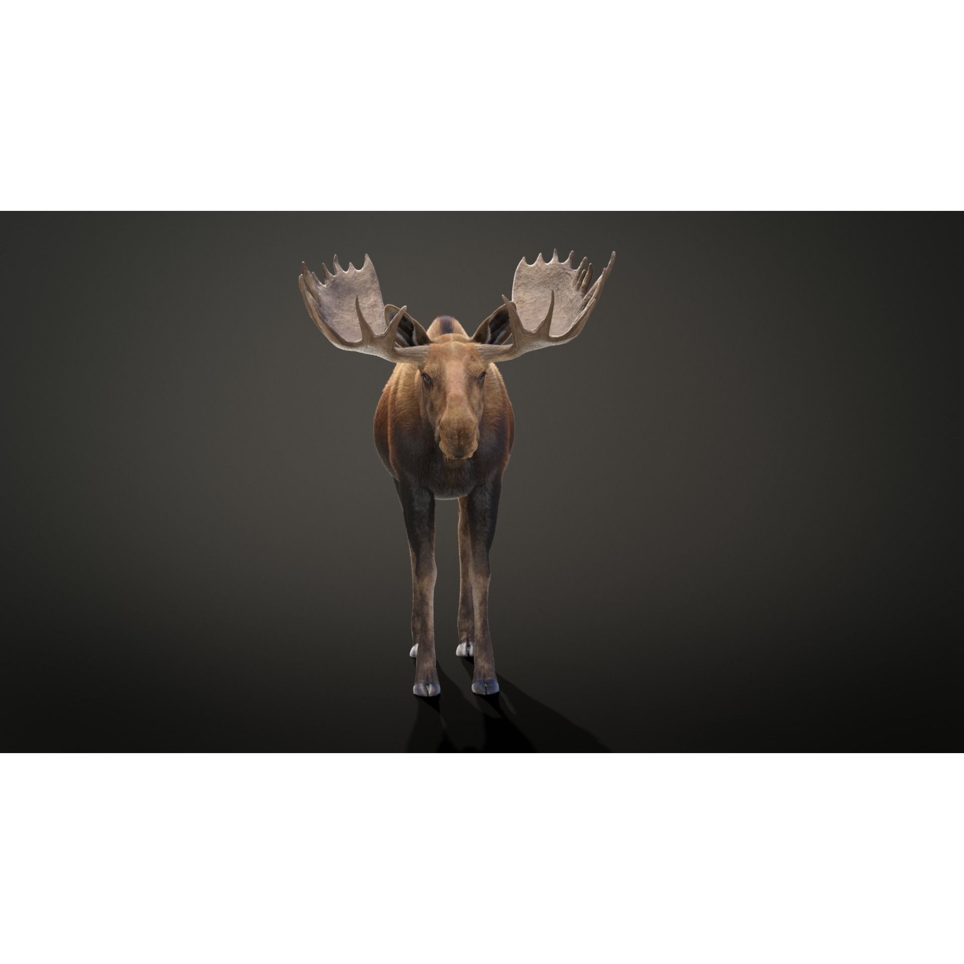 Moose Male Animated 3D model 5