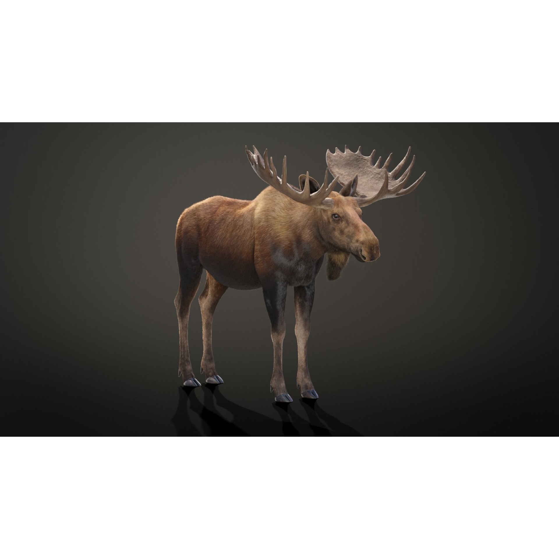 Moose Male Animated 3D model 6