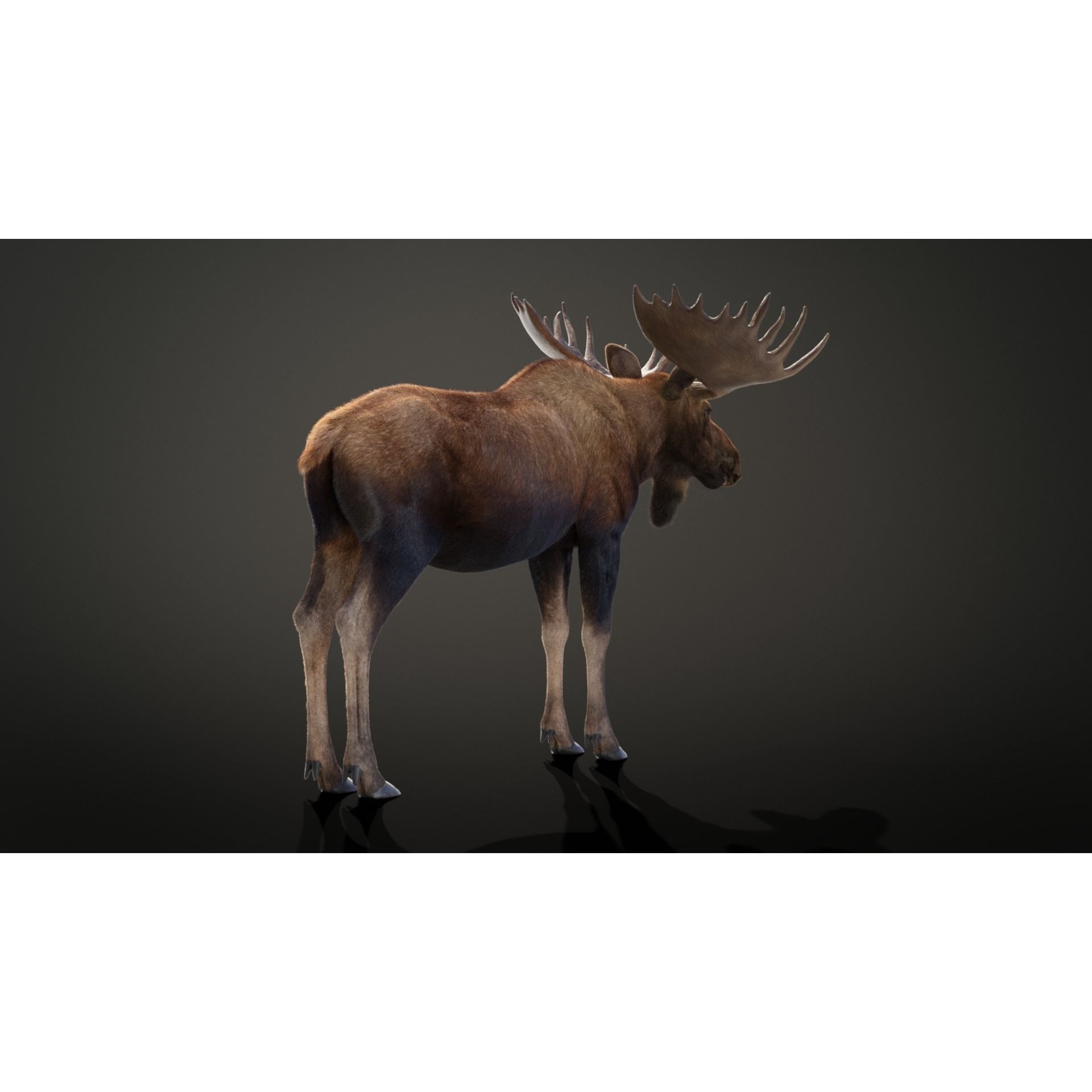 Moose Male Animated 3D model 7