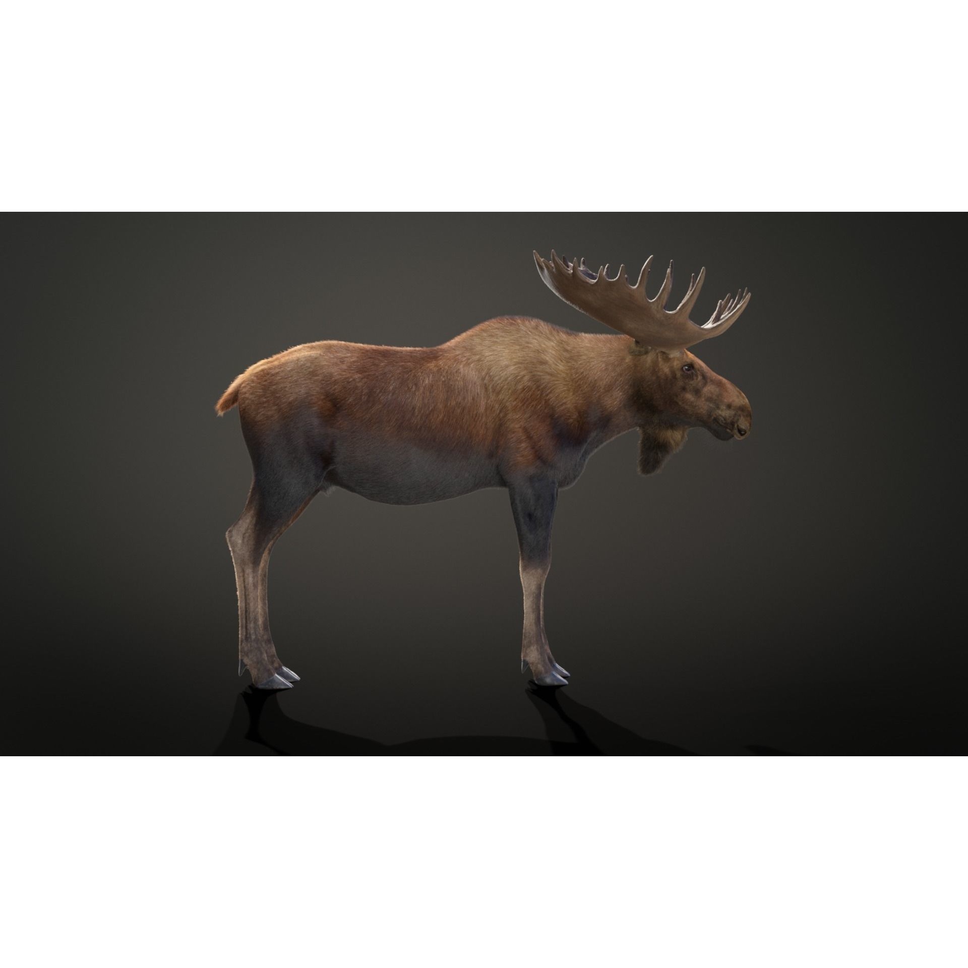 Moose Male Animated 3D model 8