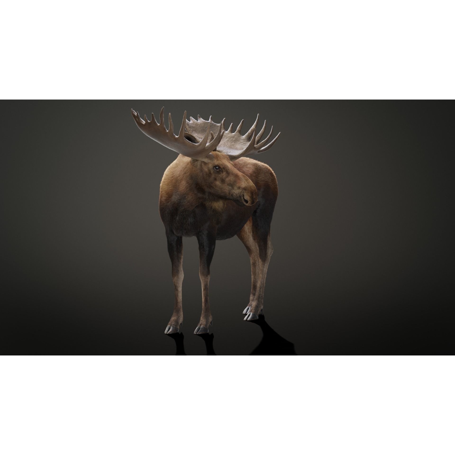 Moose Male Animated 3D model 9