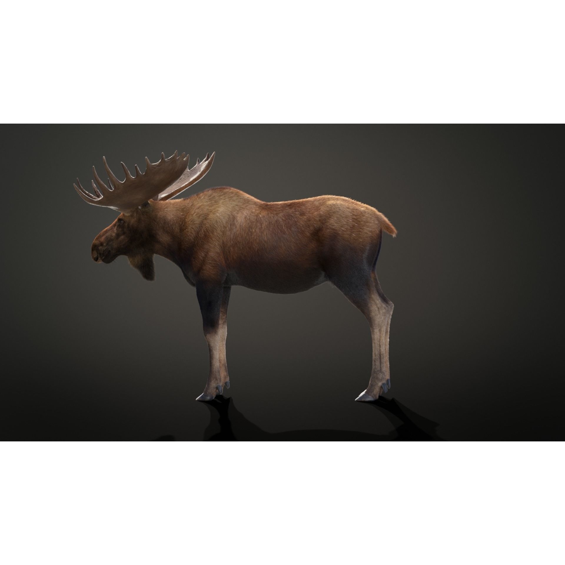 Moose Male Animated 3D model 10