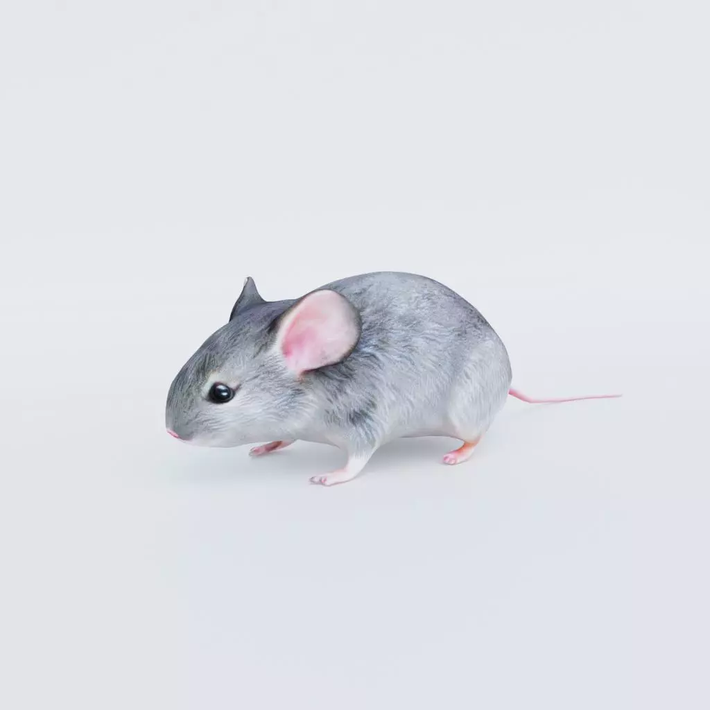 Mouse Free 3D model