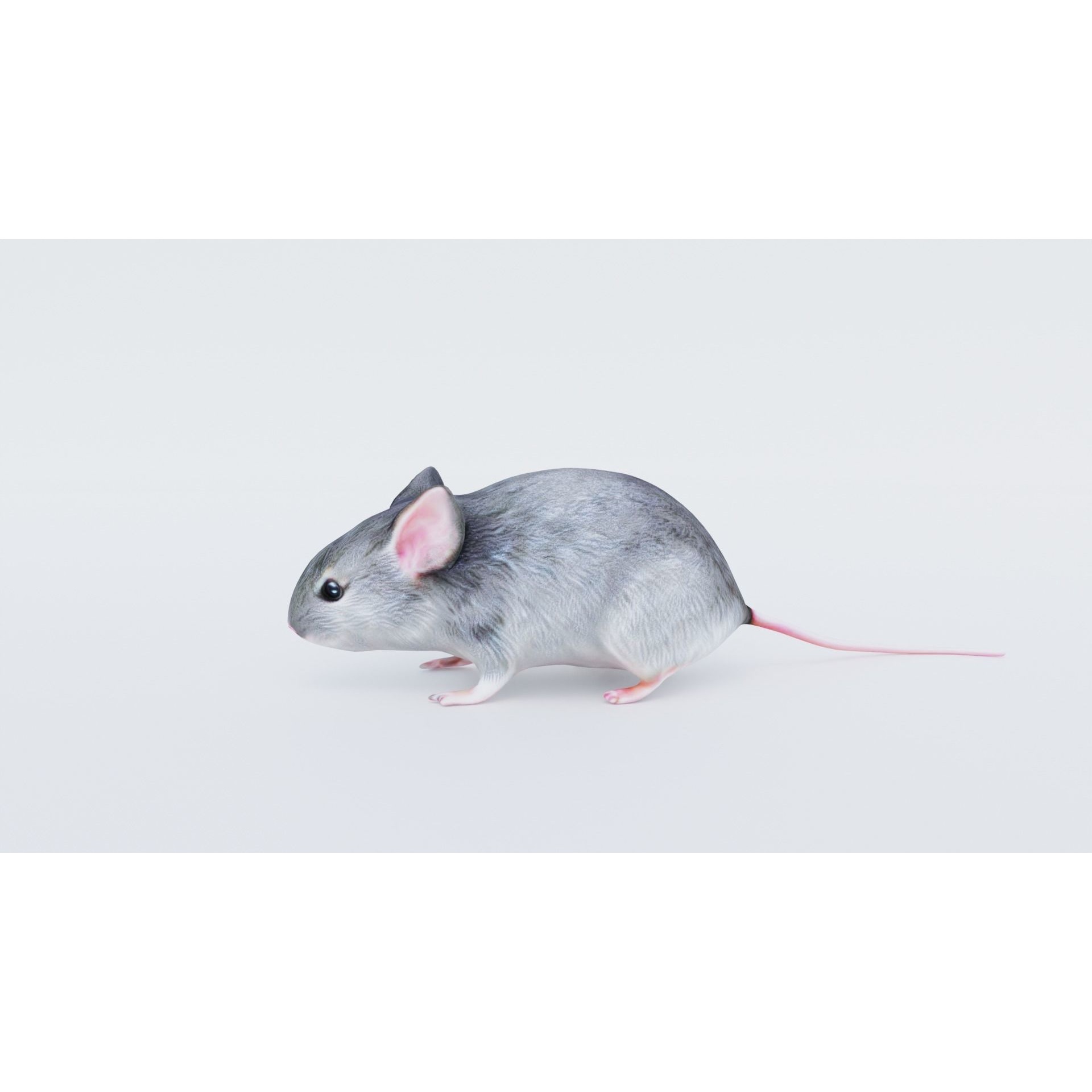 Mouse Free 3D model 2