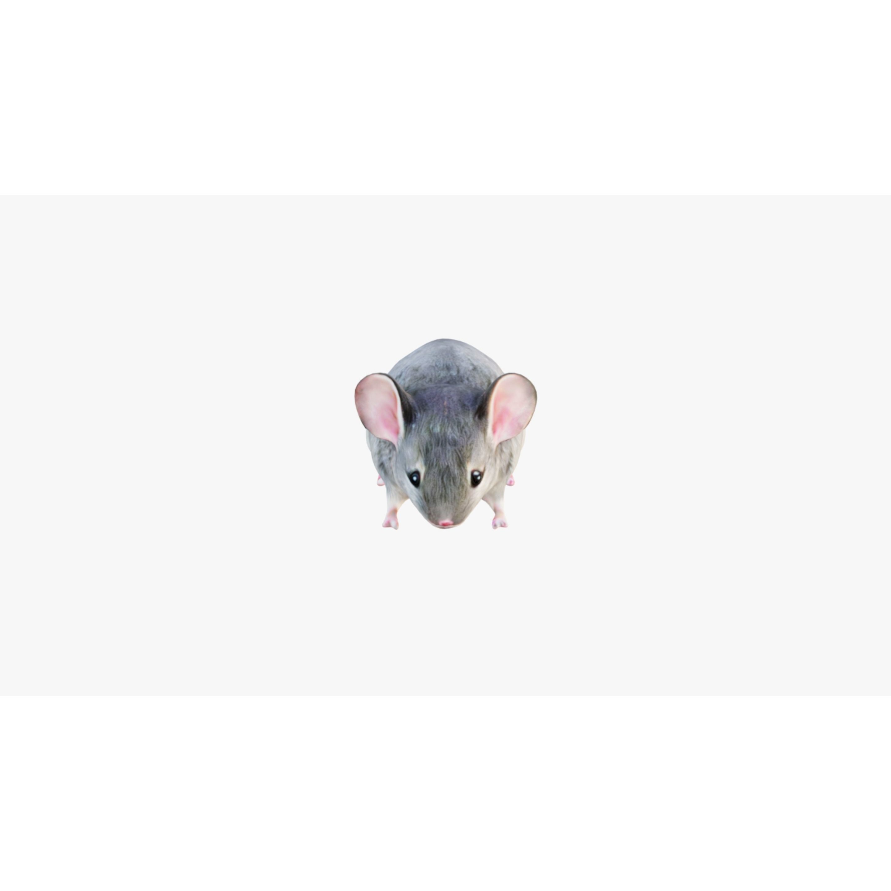 Mouse Free 3D model 3