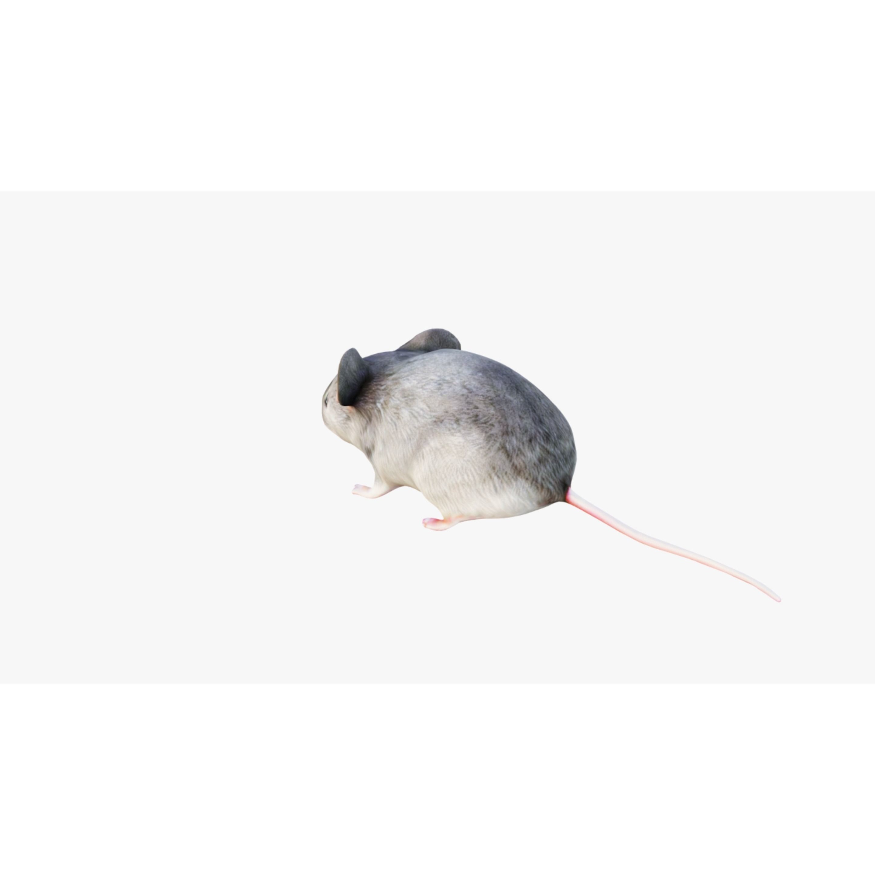Mouse Free 3D model 4