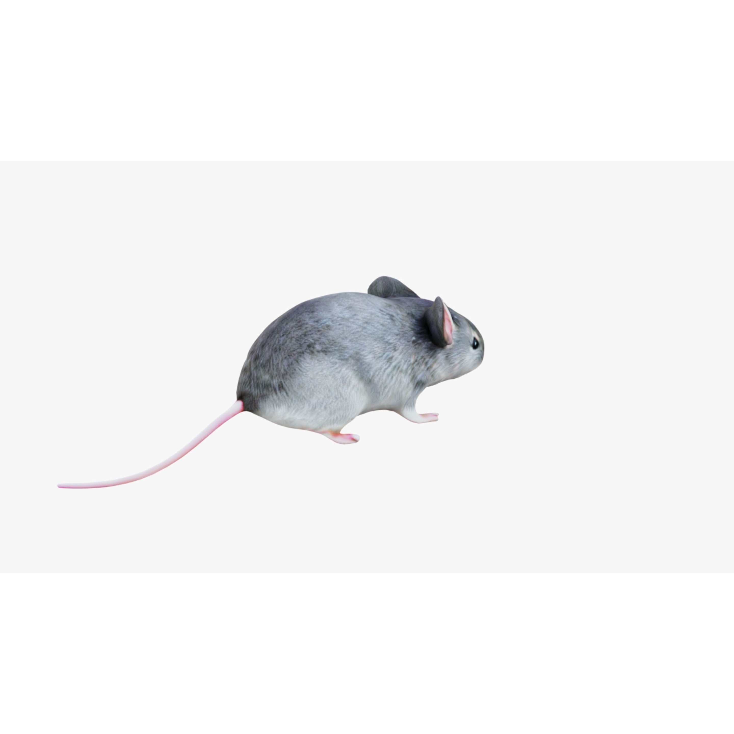 Mouse Free 3D model 5