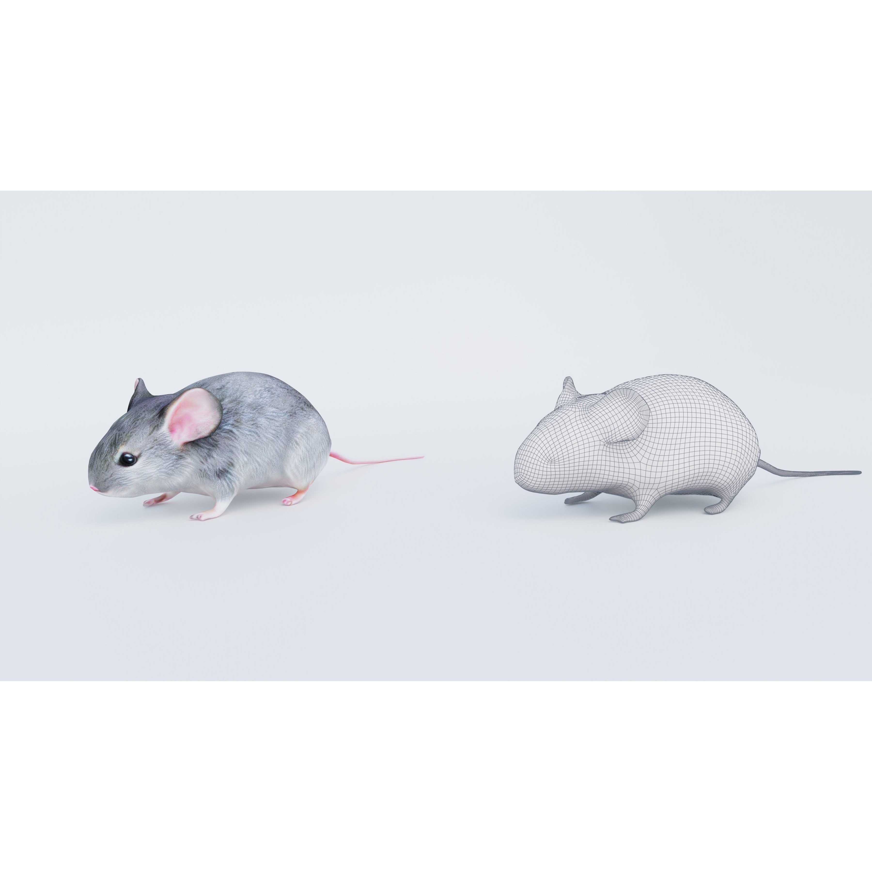 Mouse Free 3D model 6