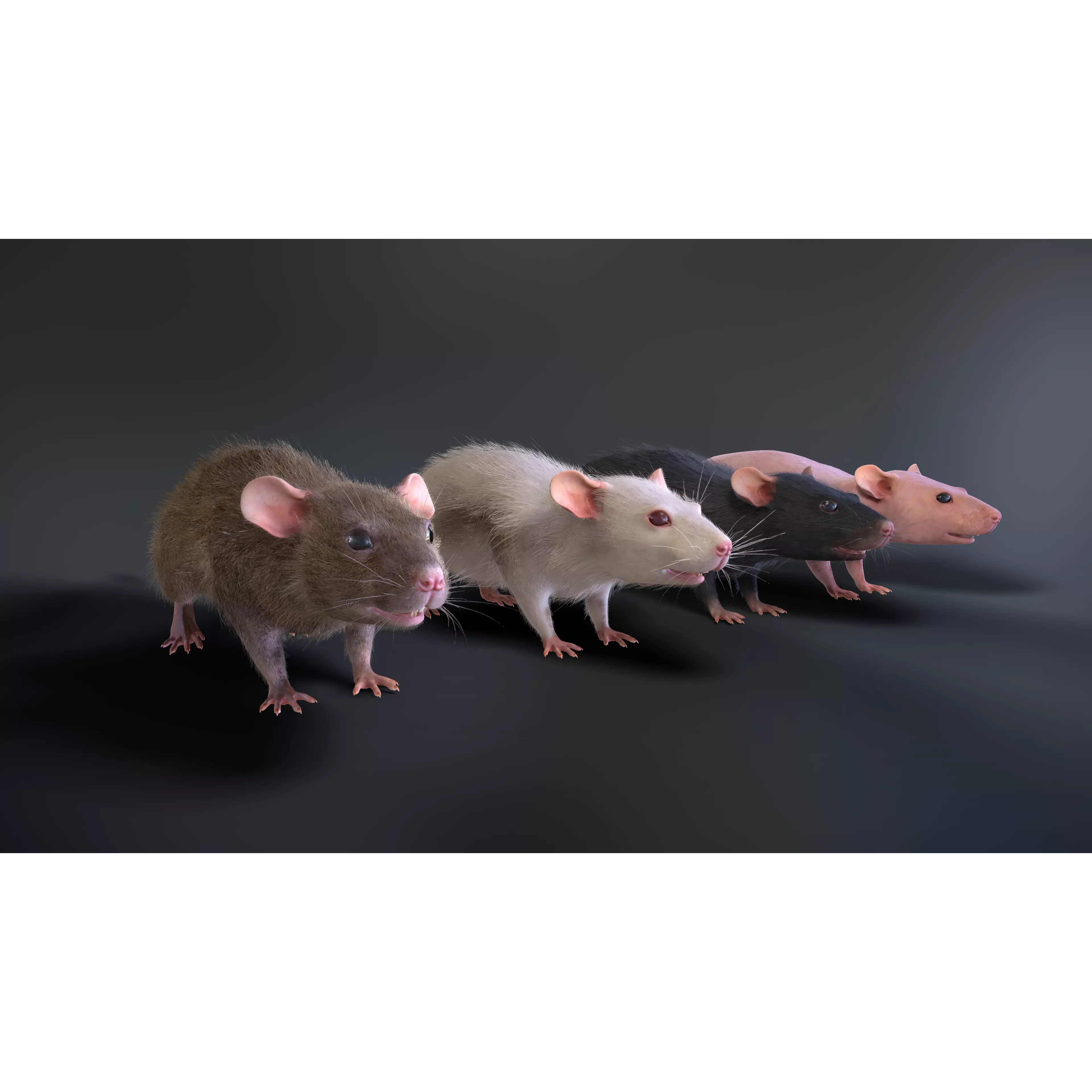 Mouse rat Low-poly 3D model 2