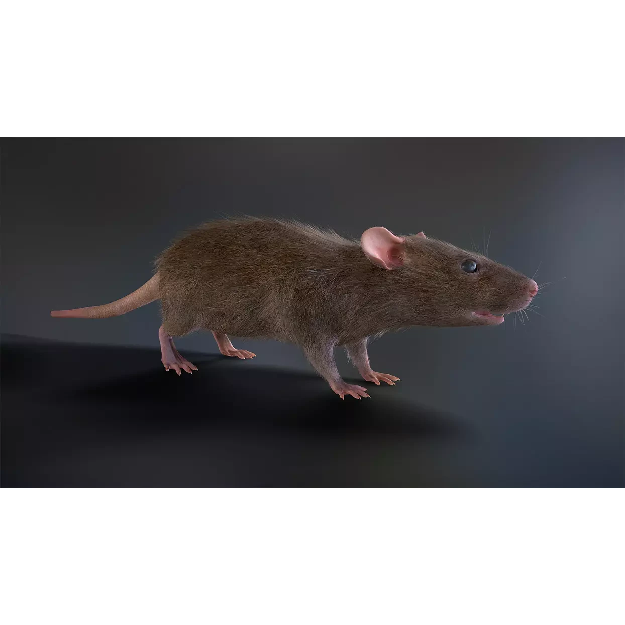 Mouse rat Low-poly 3D model 4