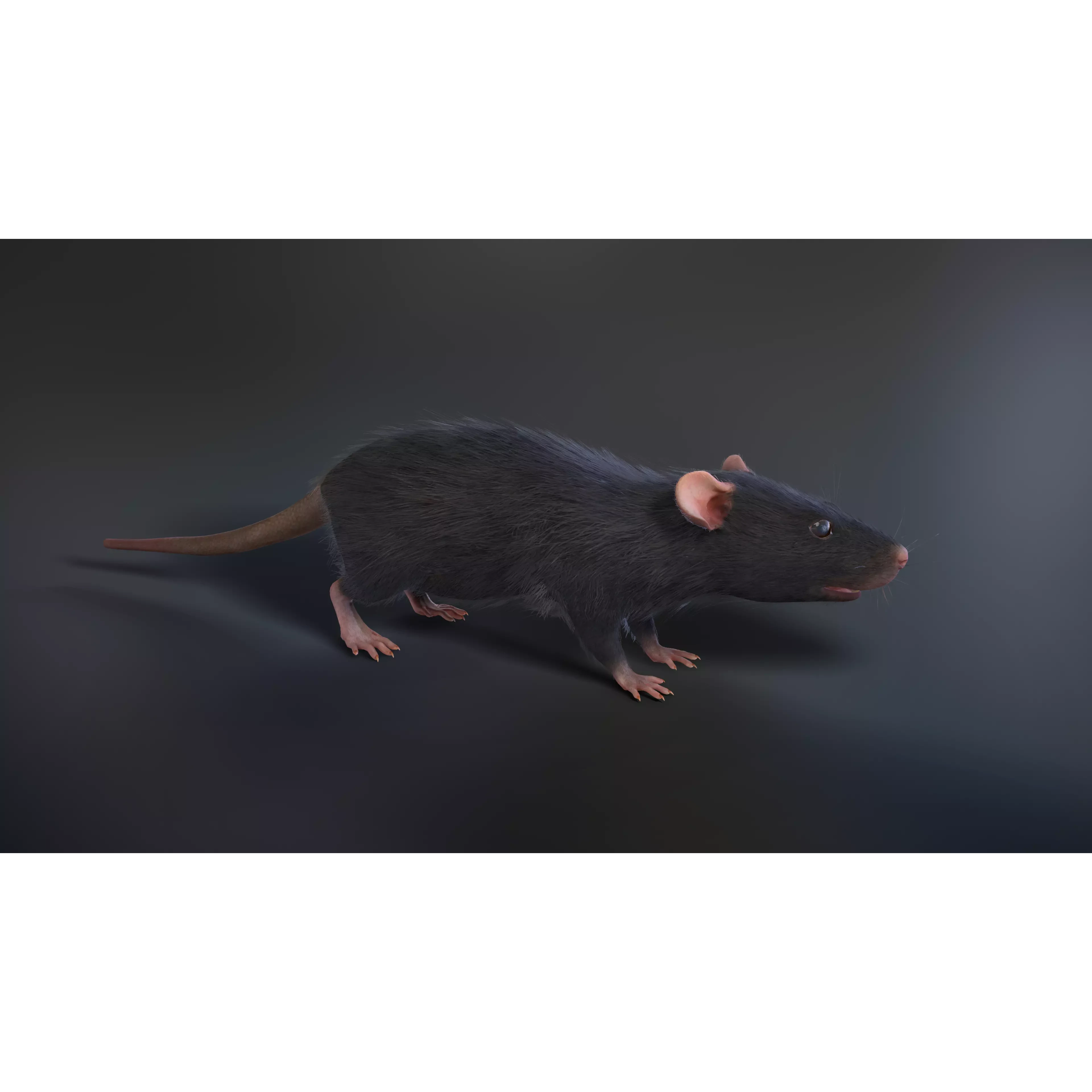 Mouse rat Low-poly 3D model 5