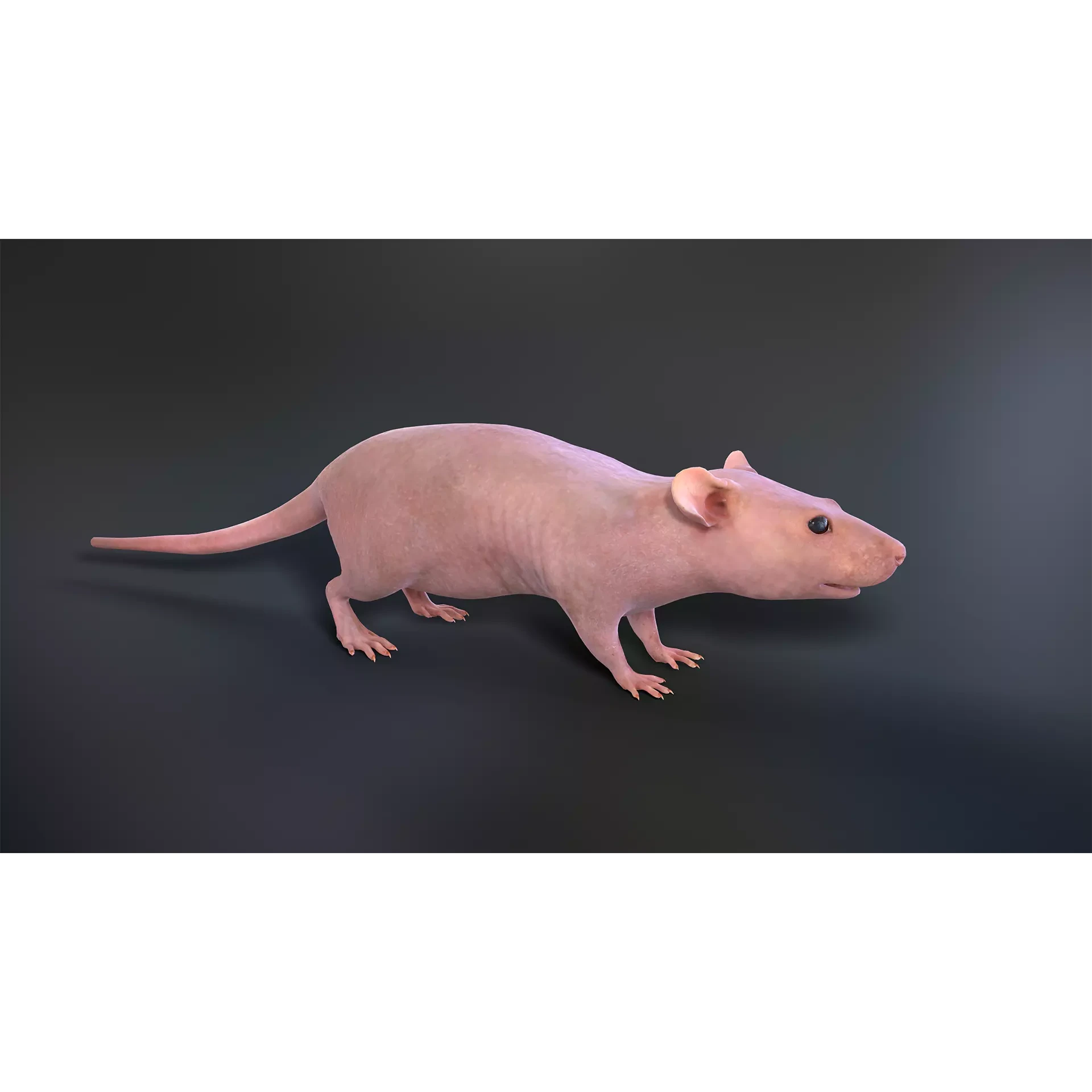 Mouse rat Low-poly 3D model 6