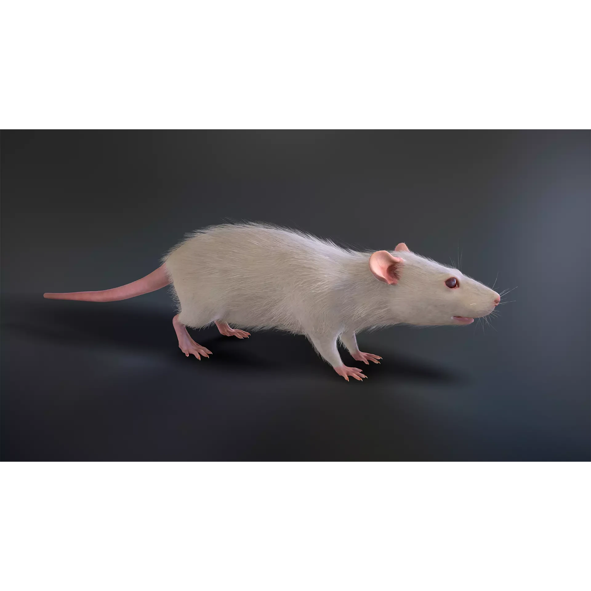 Mouse rat Low-poly 3D model 7