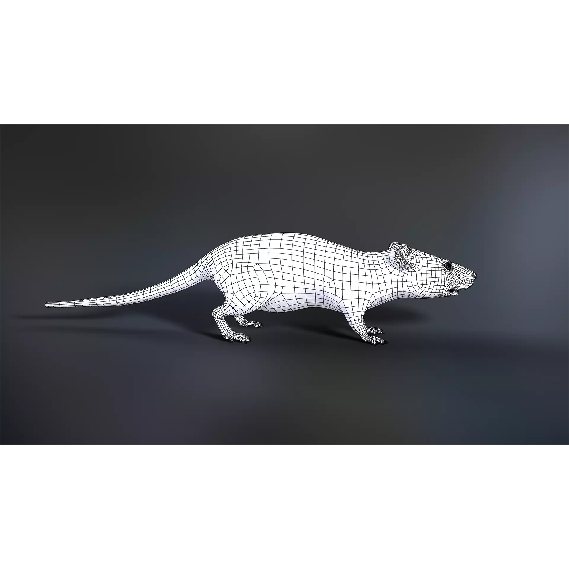 Mouse rat Low-poly 3D model 9