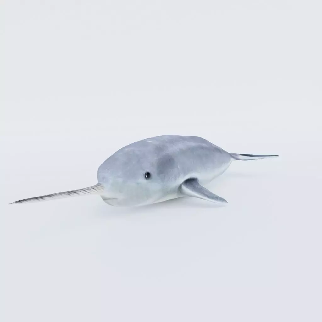 Narwhal Free 3D model
