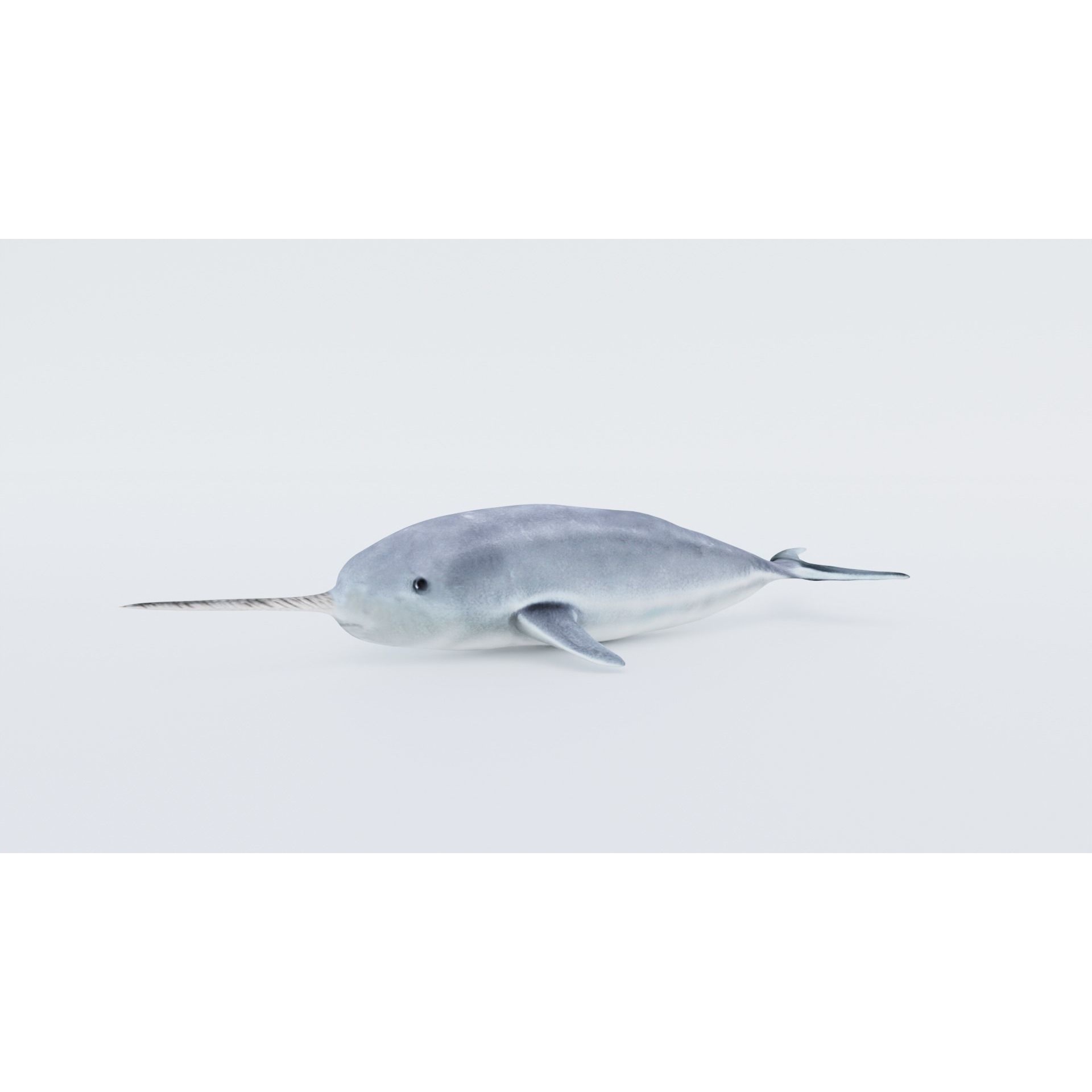 Narwhal Free 3D model 2