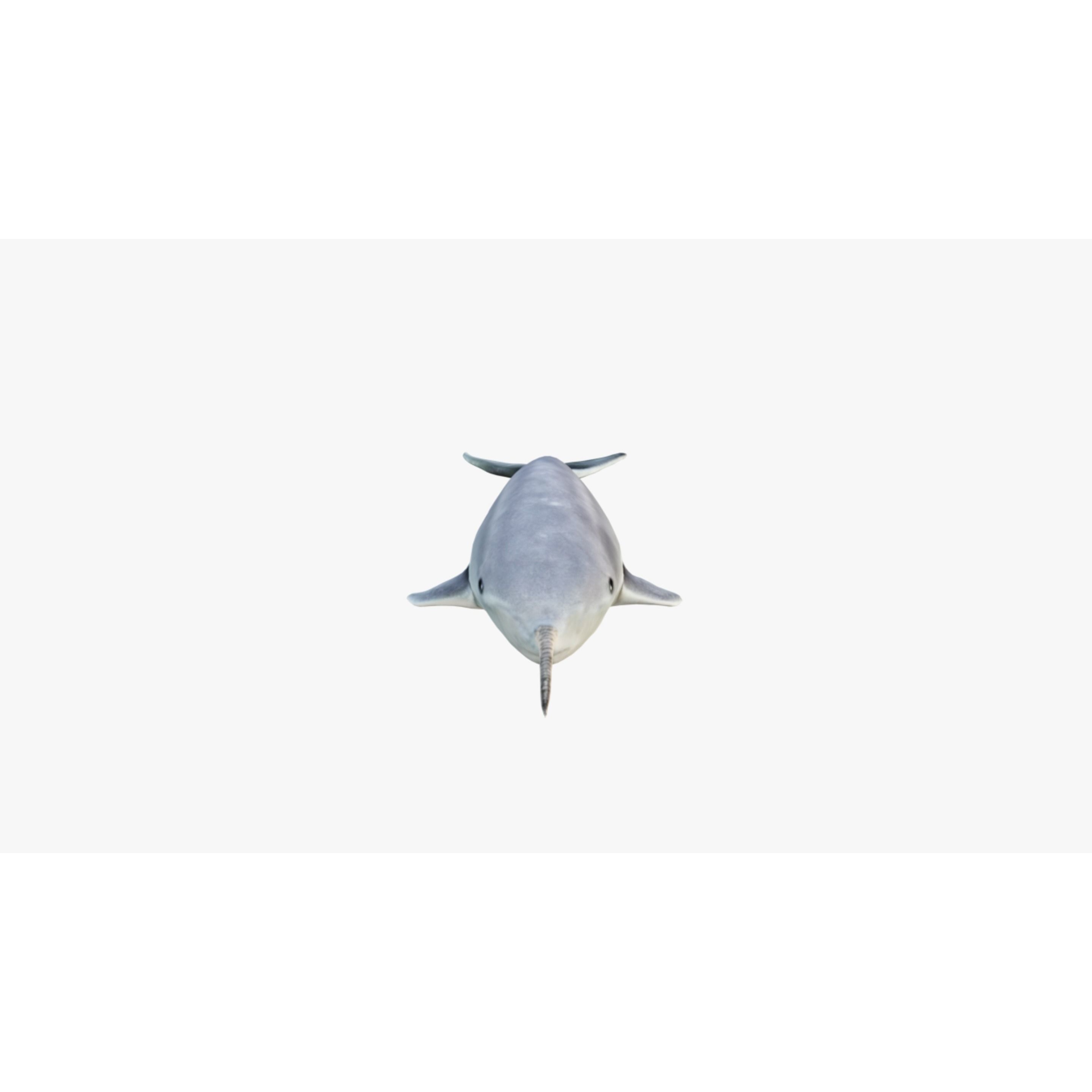 Narwhal Free 3D model 3