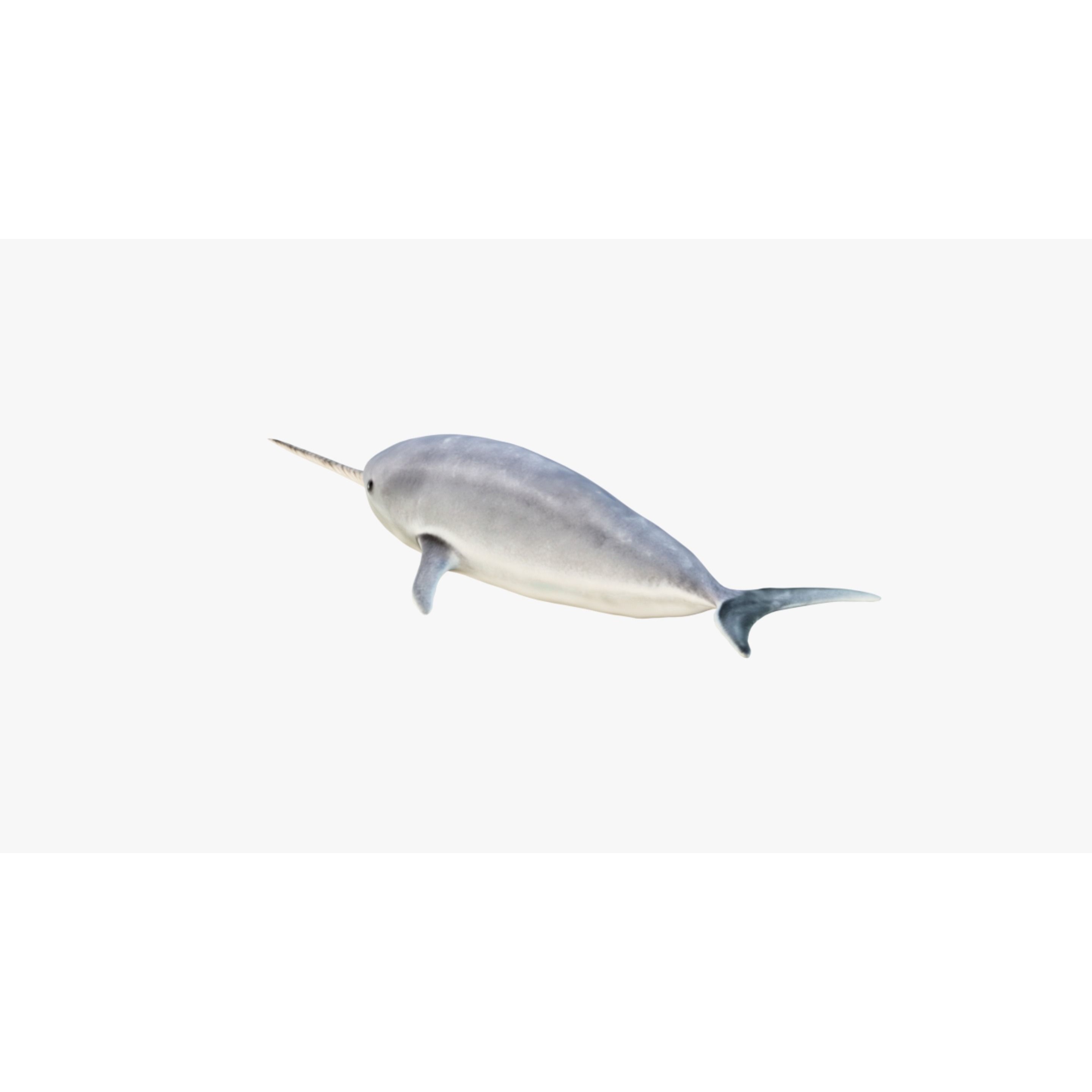 Narwhal Free 3D model 4