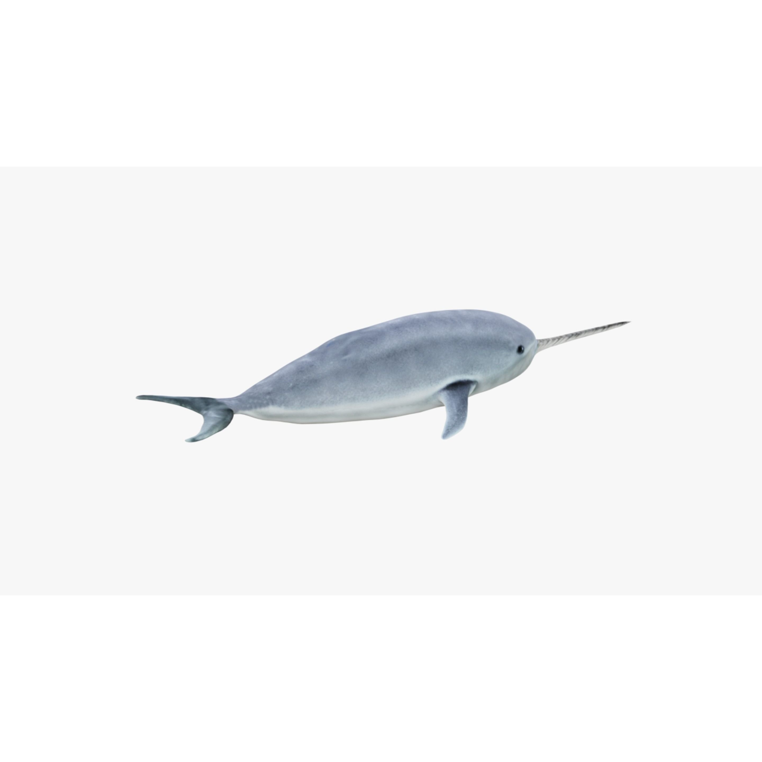 Narwhal Free 3D model 5