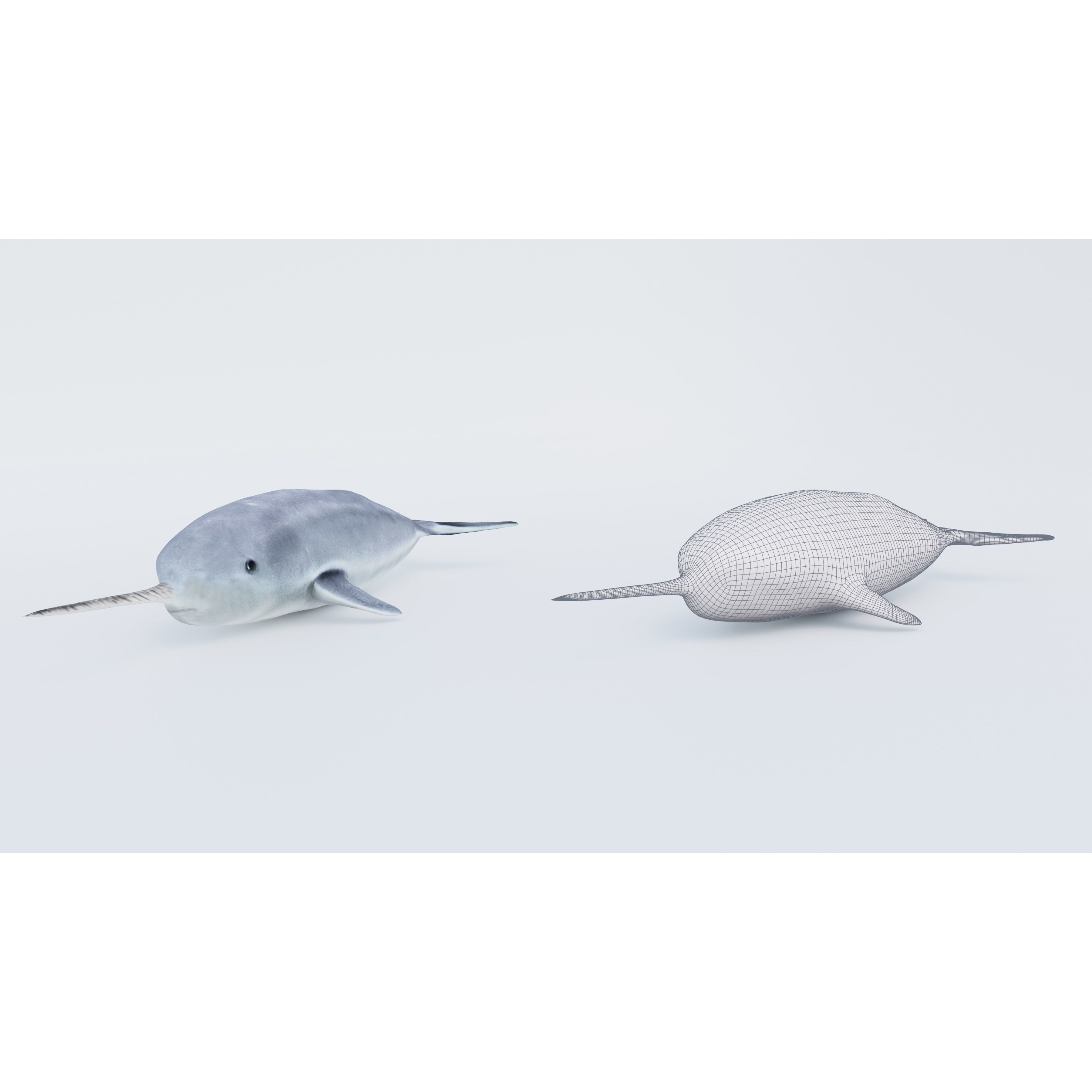 Narwhal Free 3D model 6