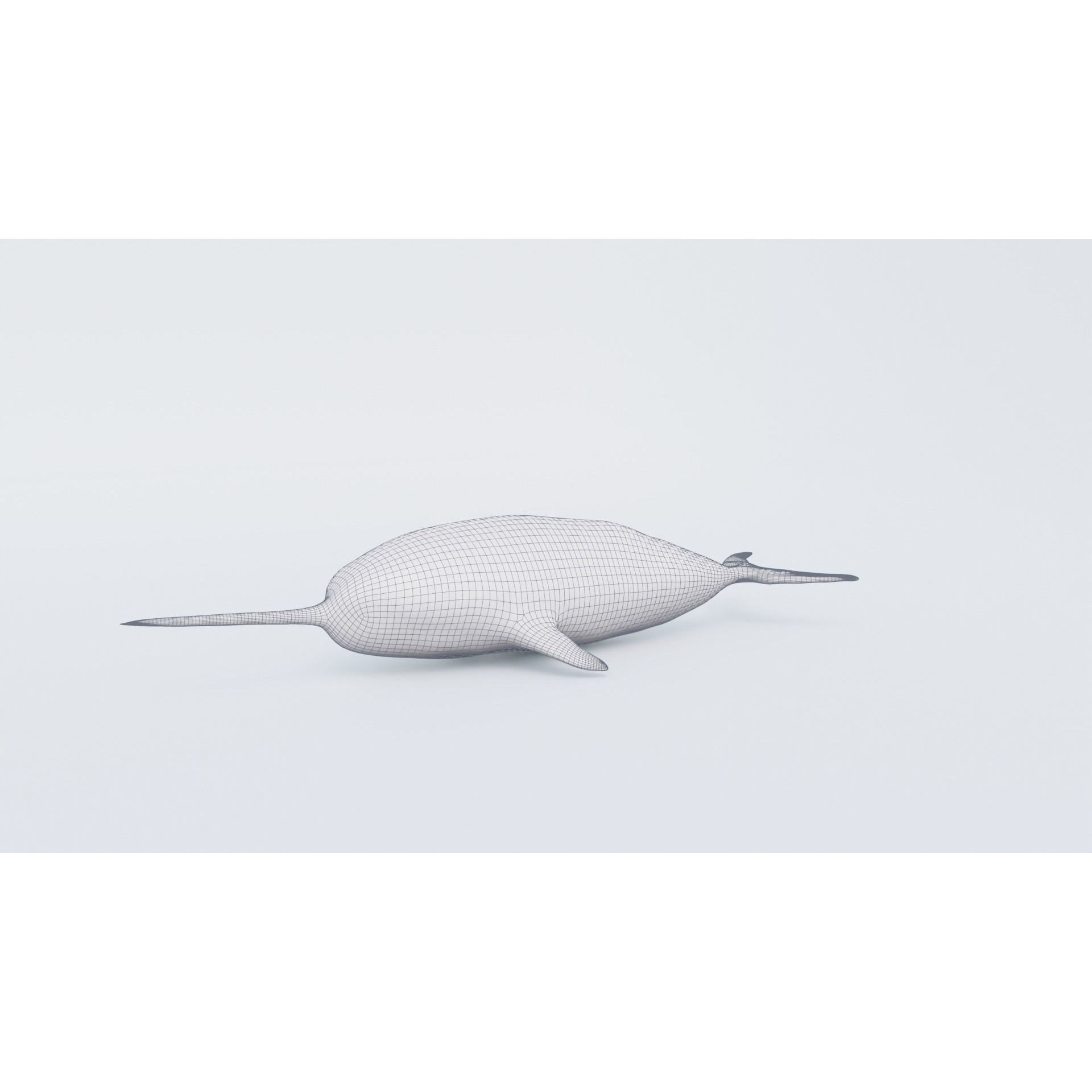 Narwhal Free 3D model 7