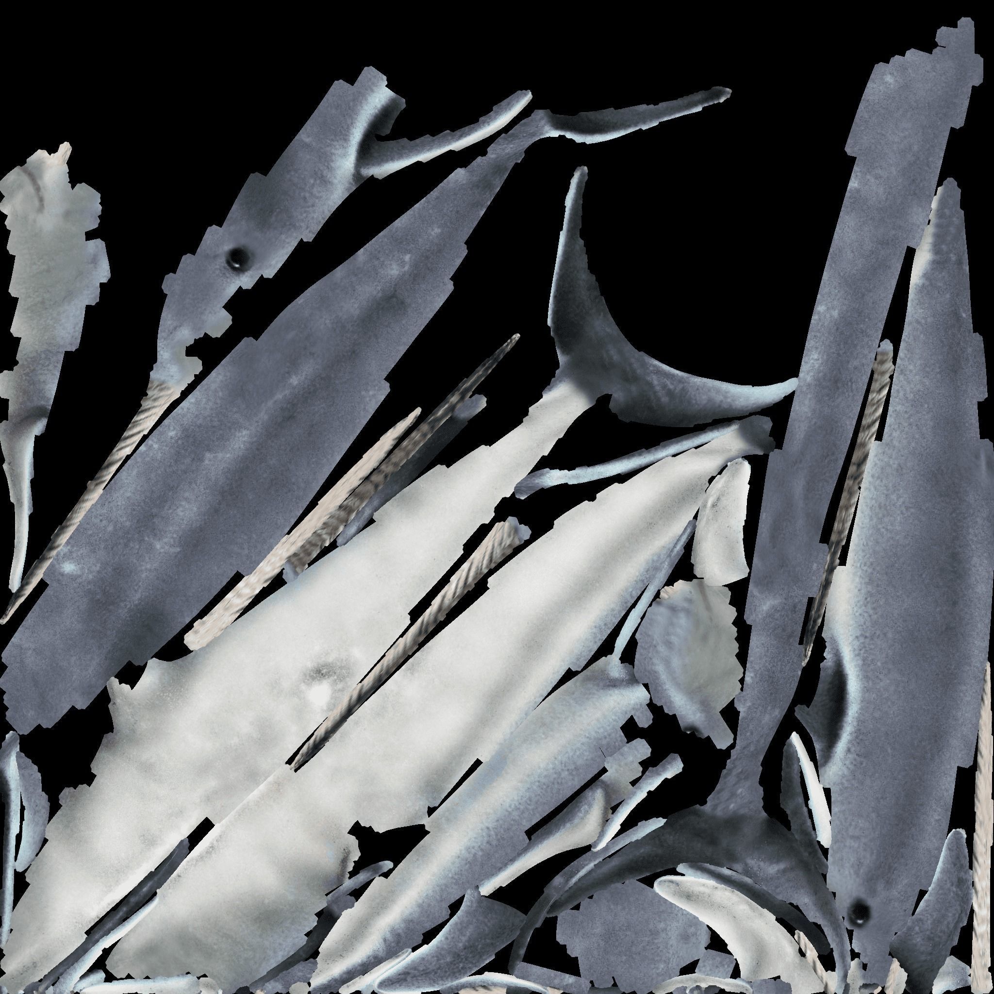 Narwhal Free 3D model 8