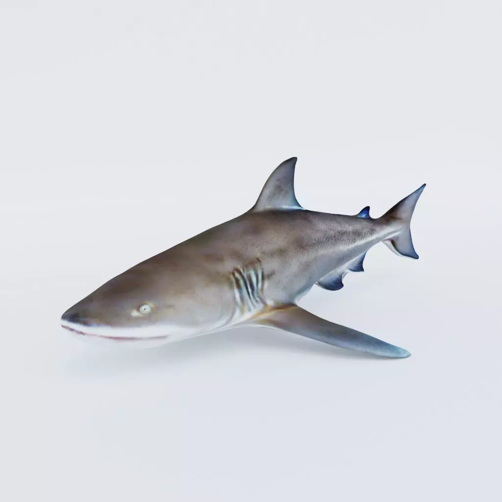 Nurse Shark Free 3D model
