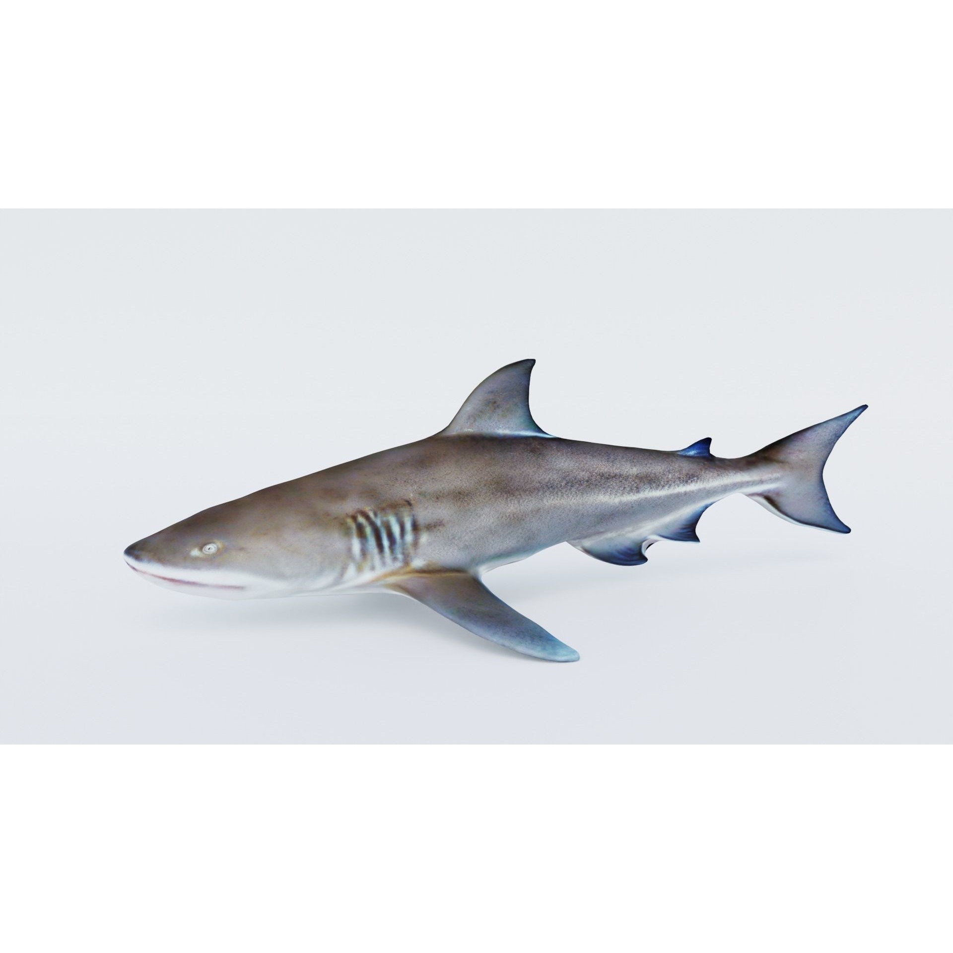 Nurse Shark Free 3D model 2