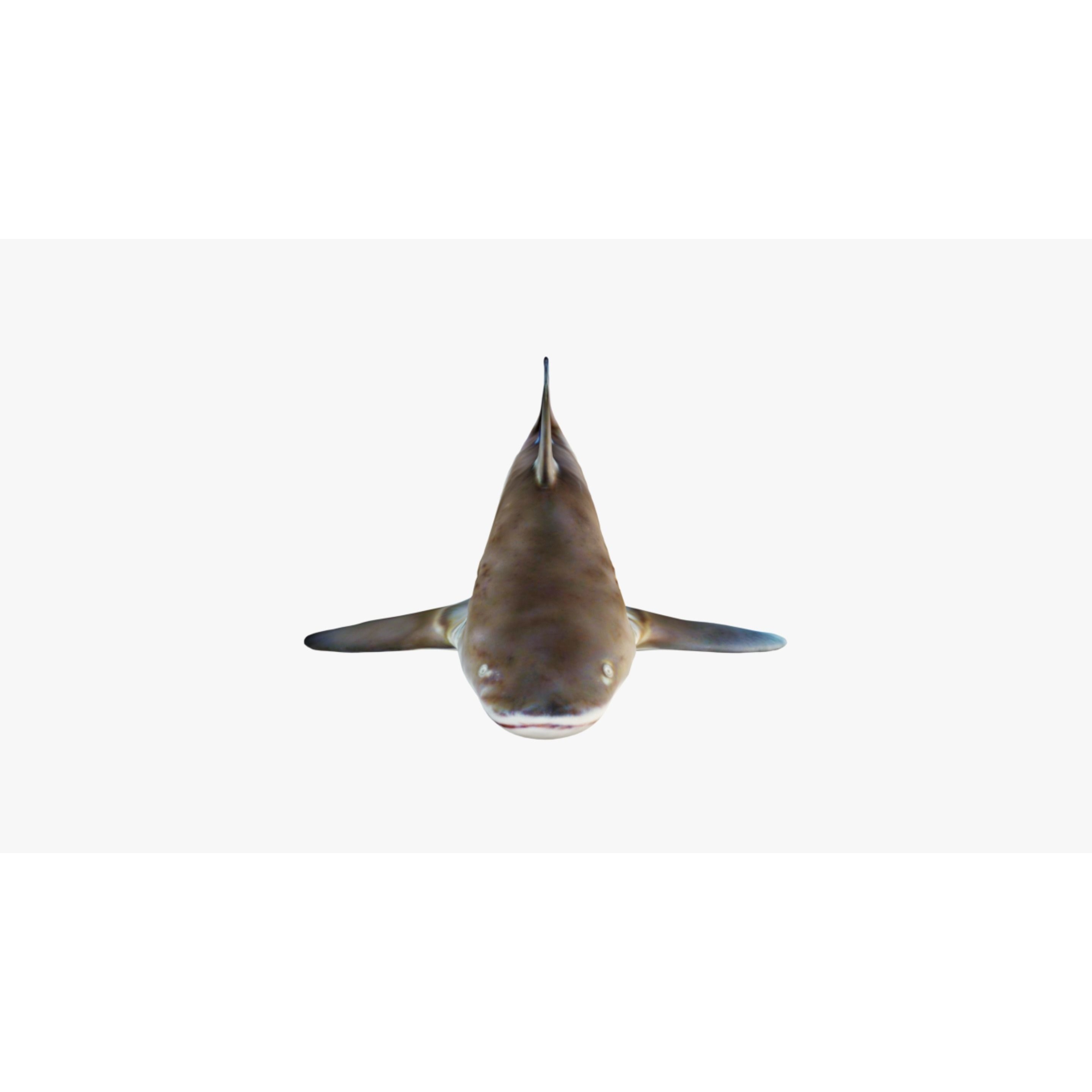 Nurse Shark Free 3D model 3